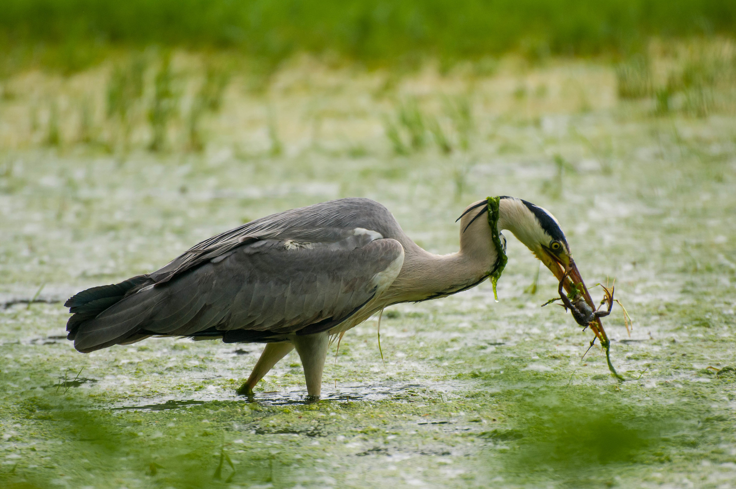 Una rana tira l'altra