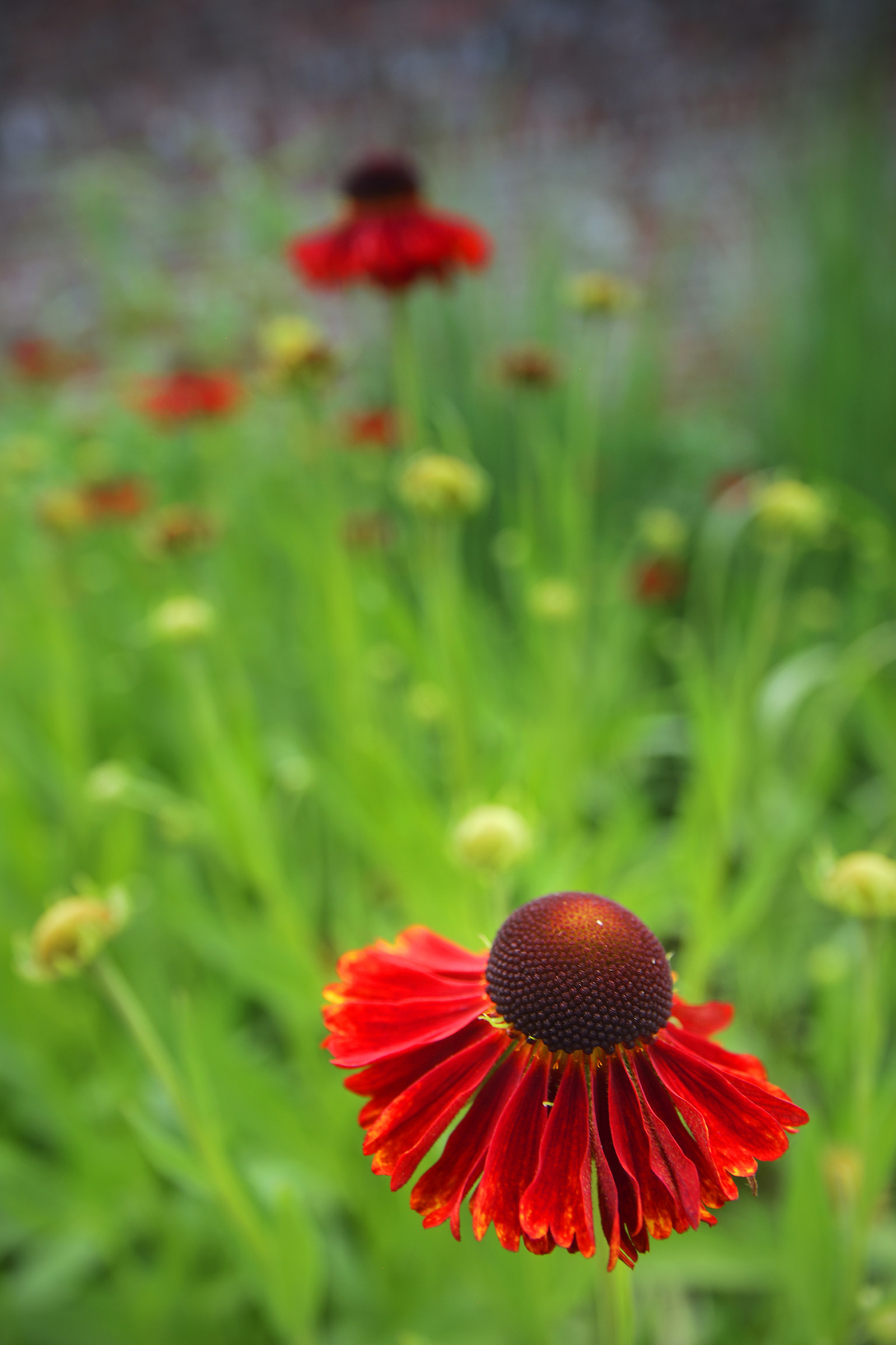 Two Red Flowers in the Walled Garden
