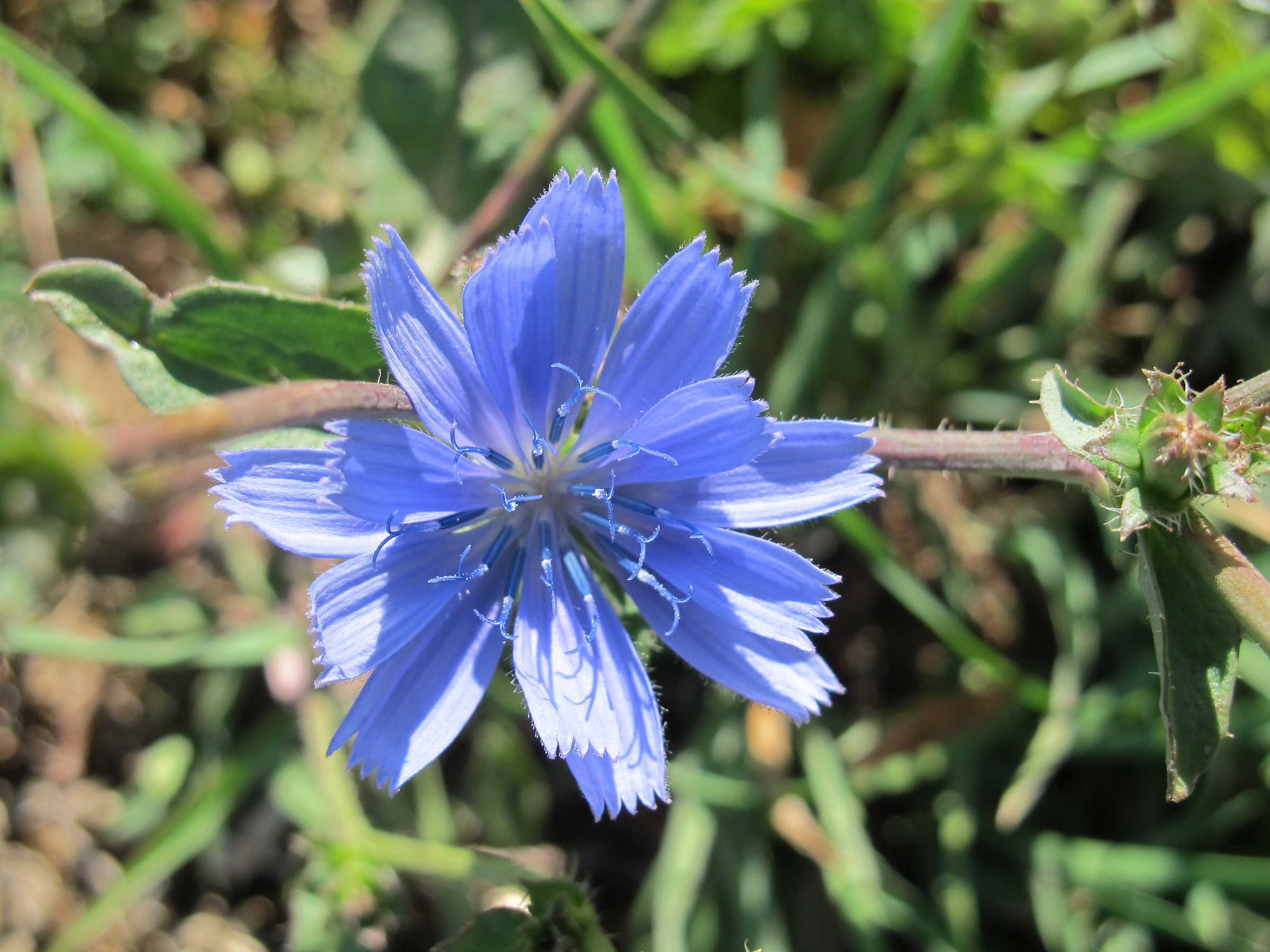 Common chicory