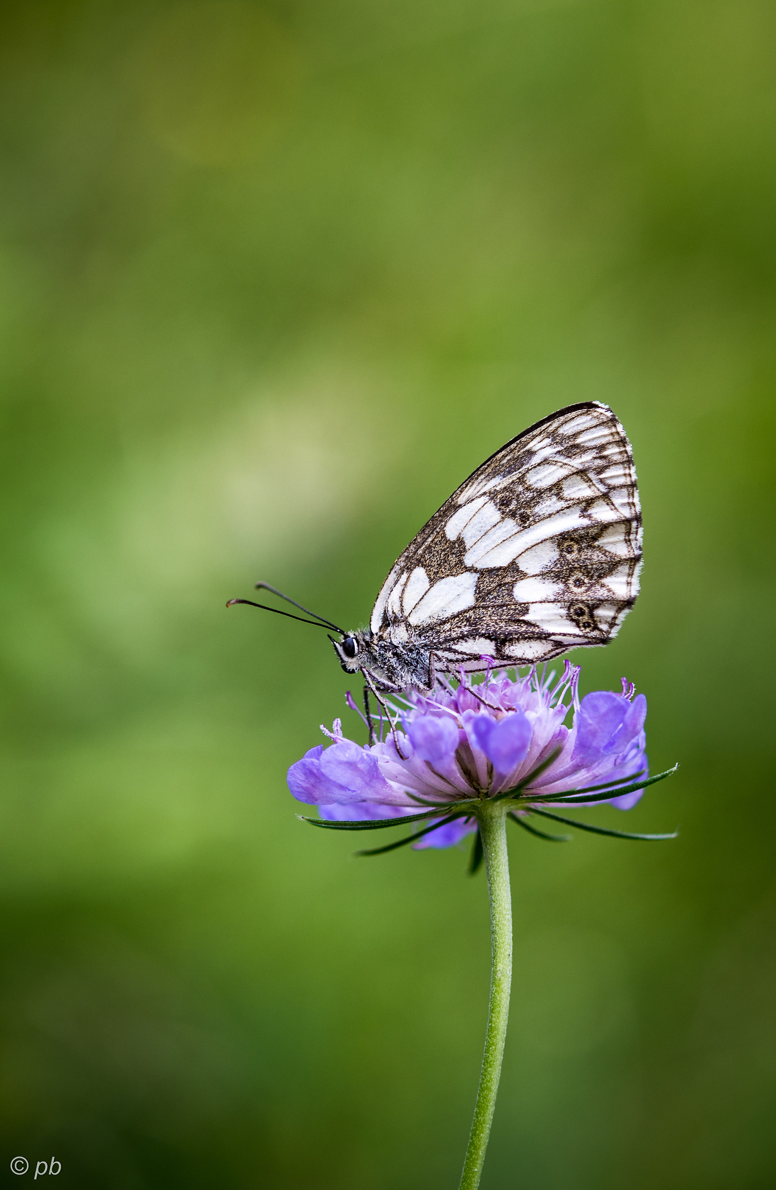 Marbled Galathea