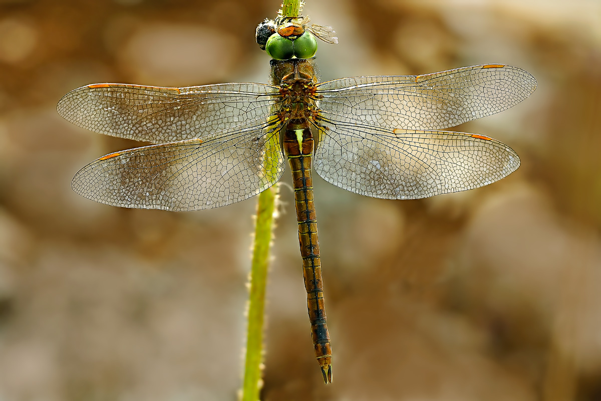 Dragonfly