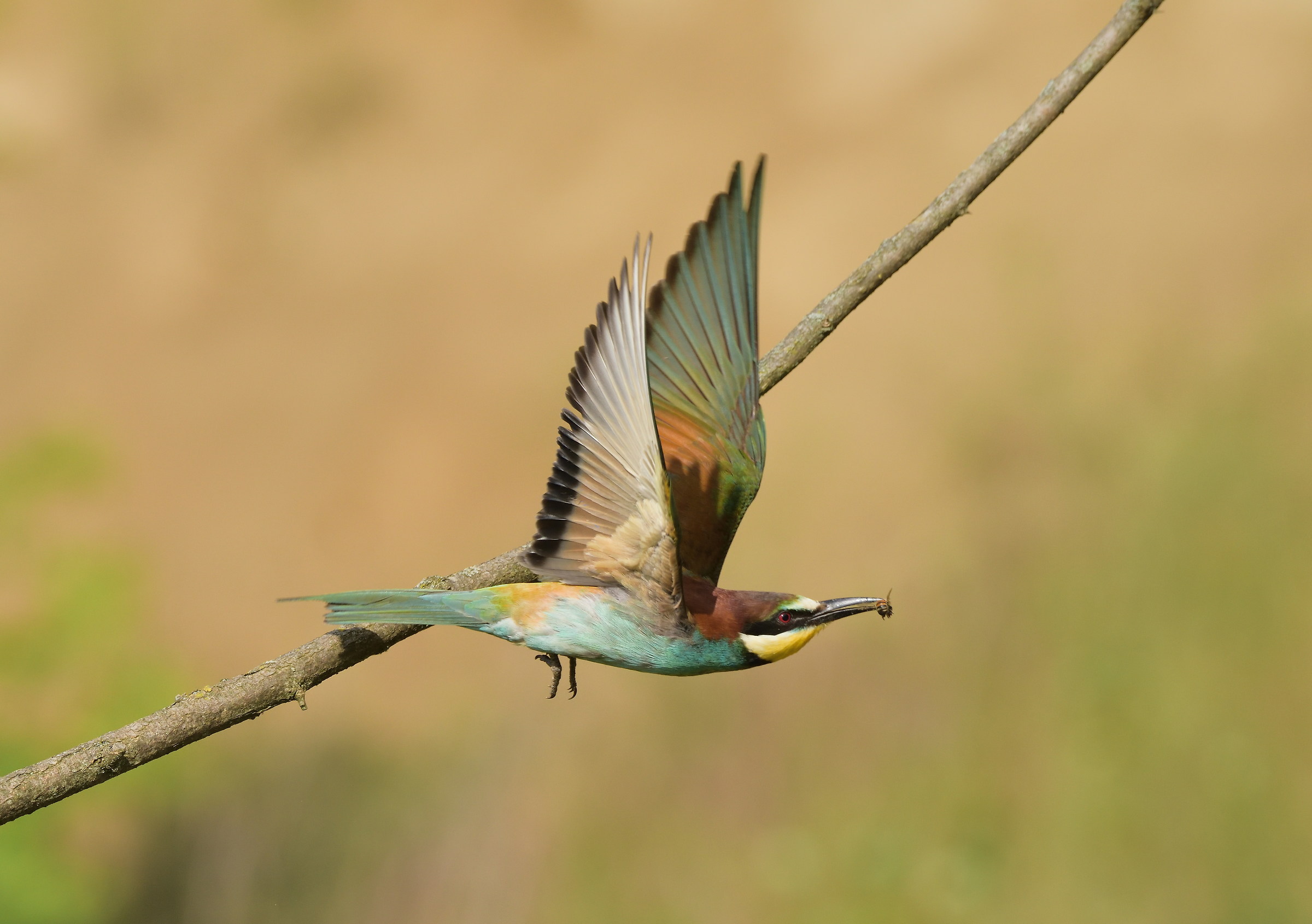 Bee-eater