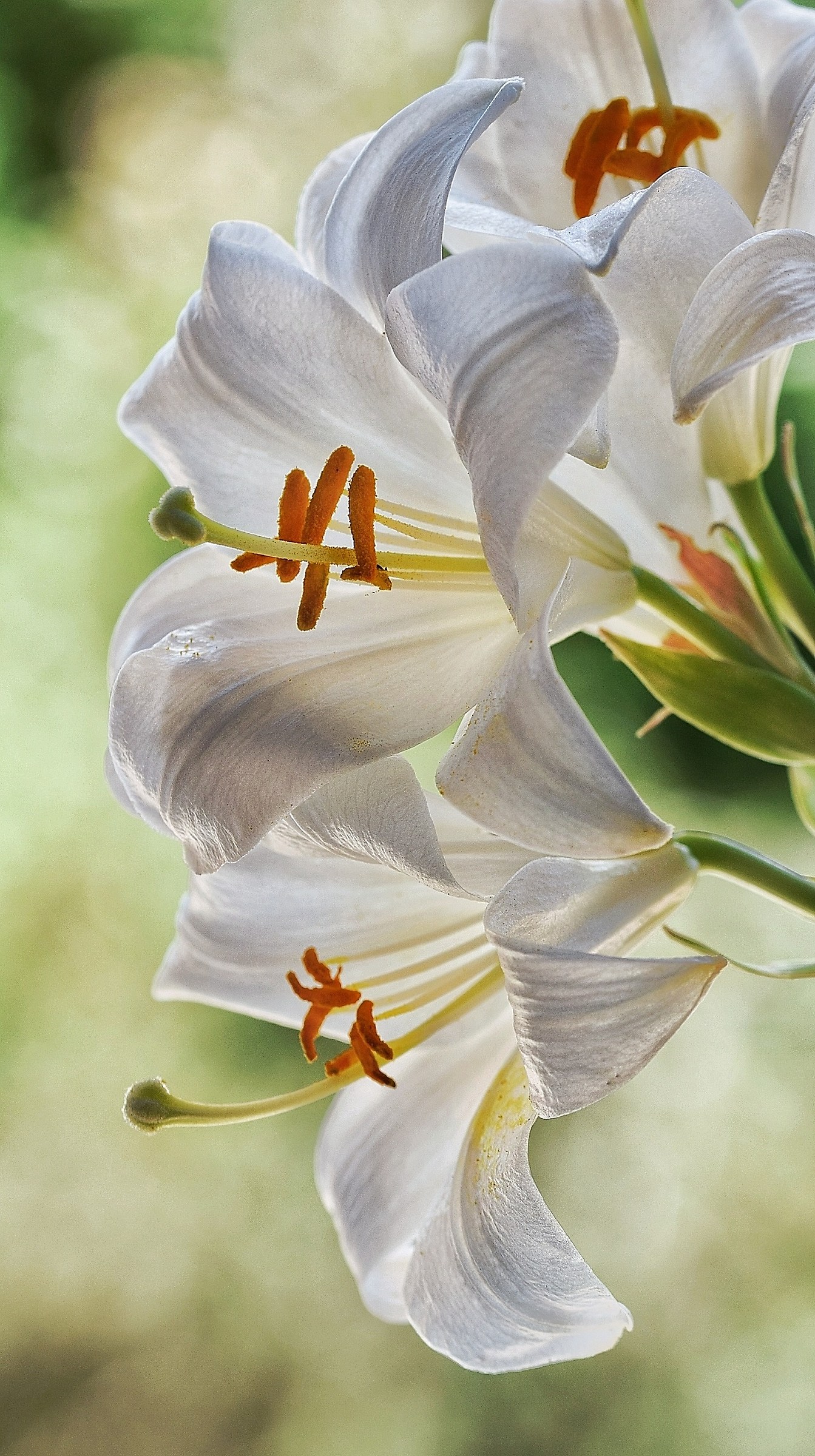 White lilies