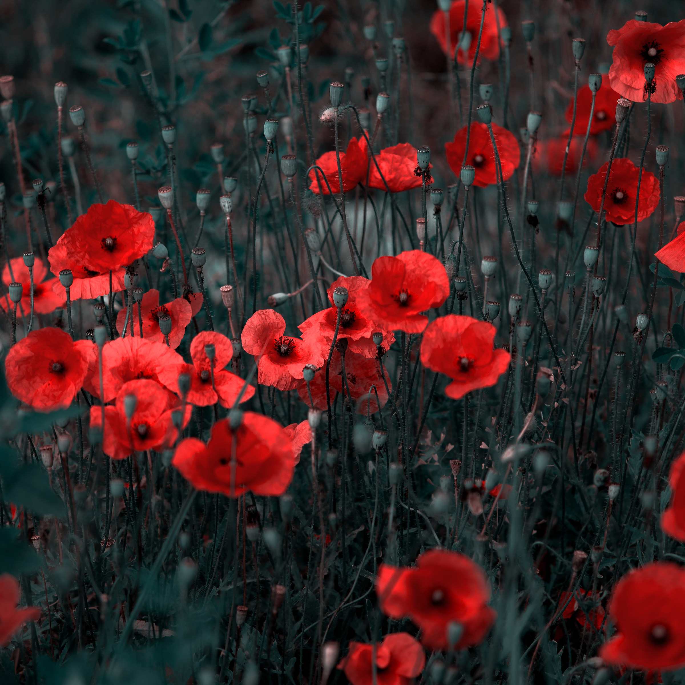 The last poppies