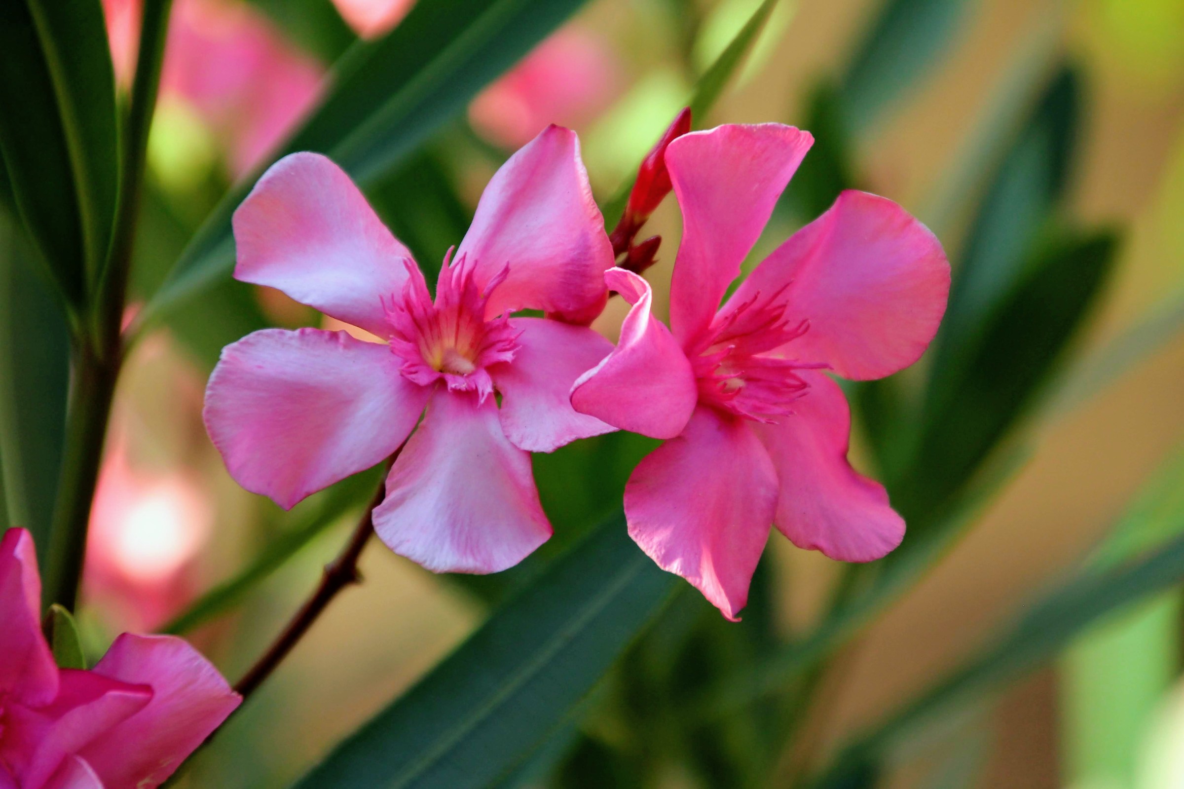 Oleander Flowers