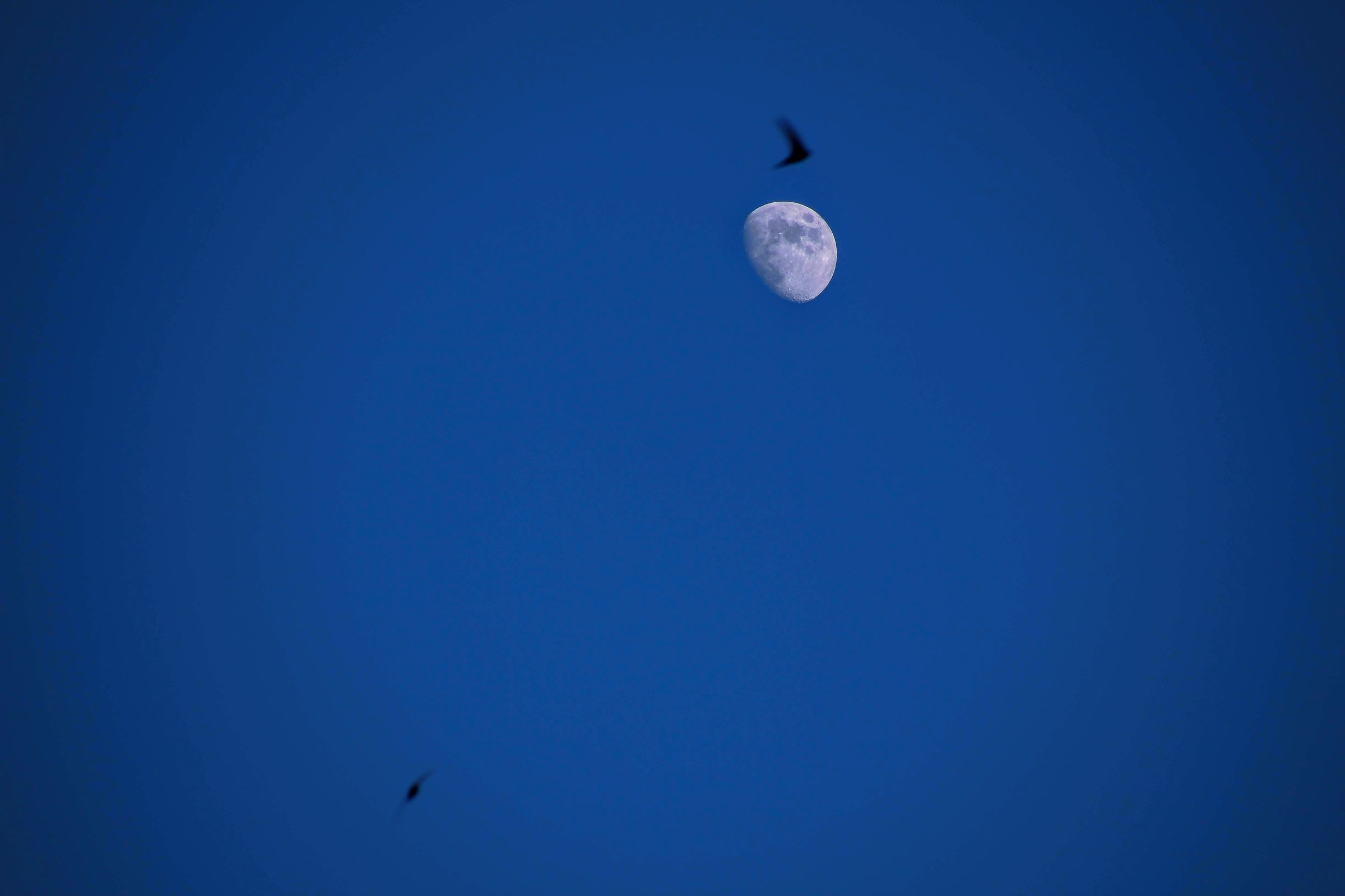Moon and Swallows
