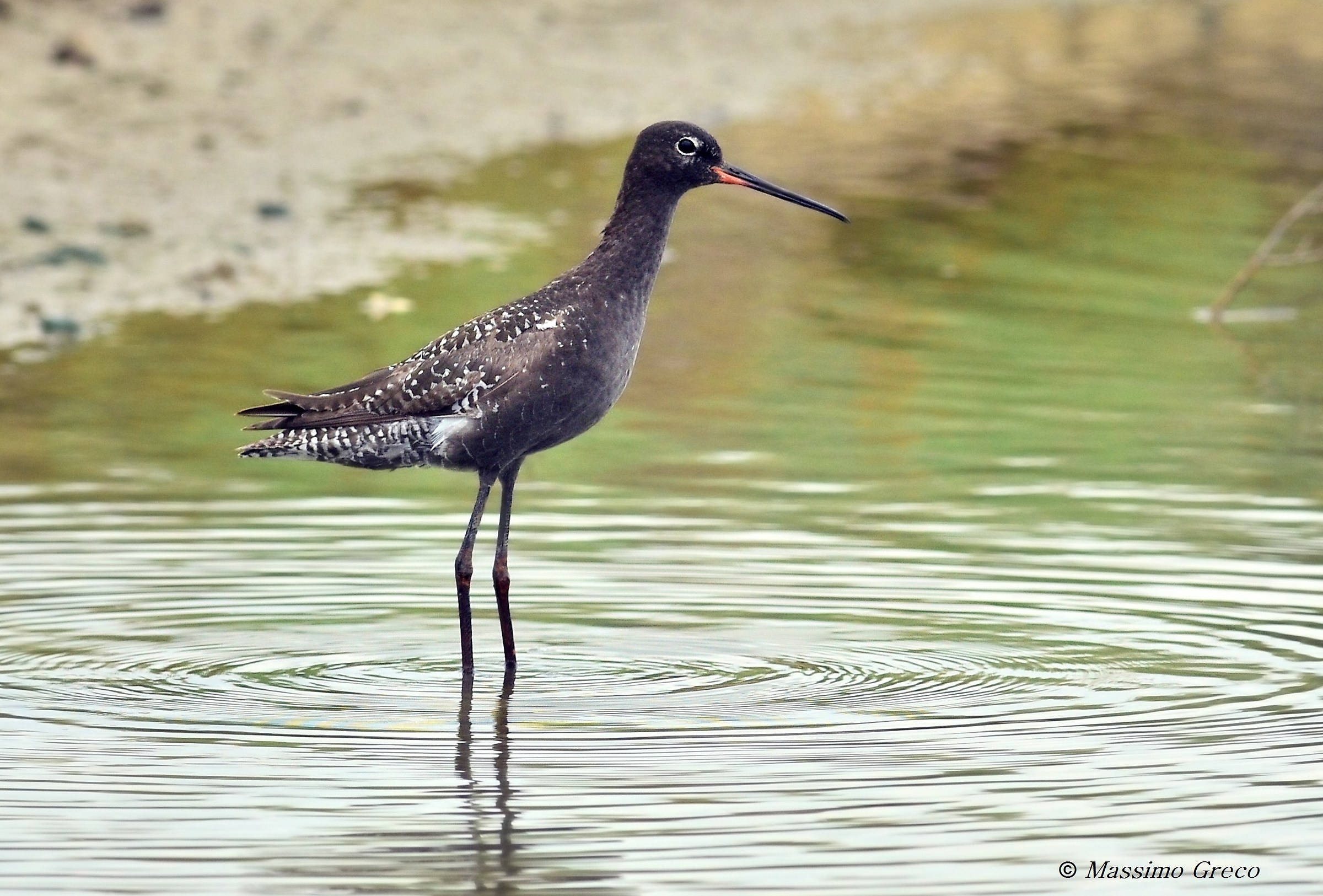 Dark squid in bridal gown