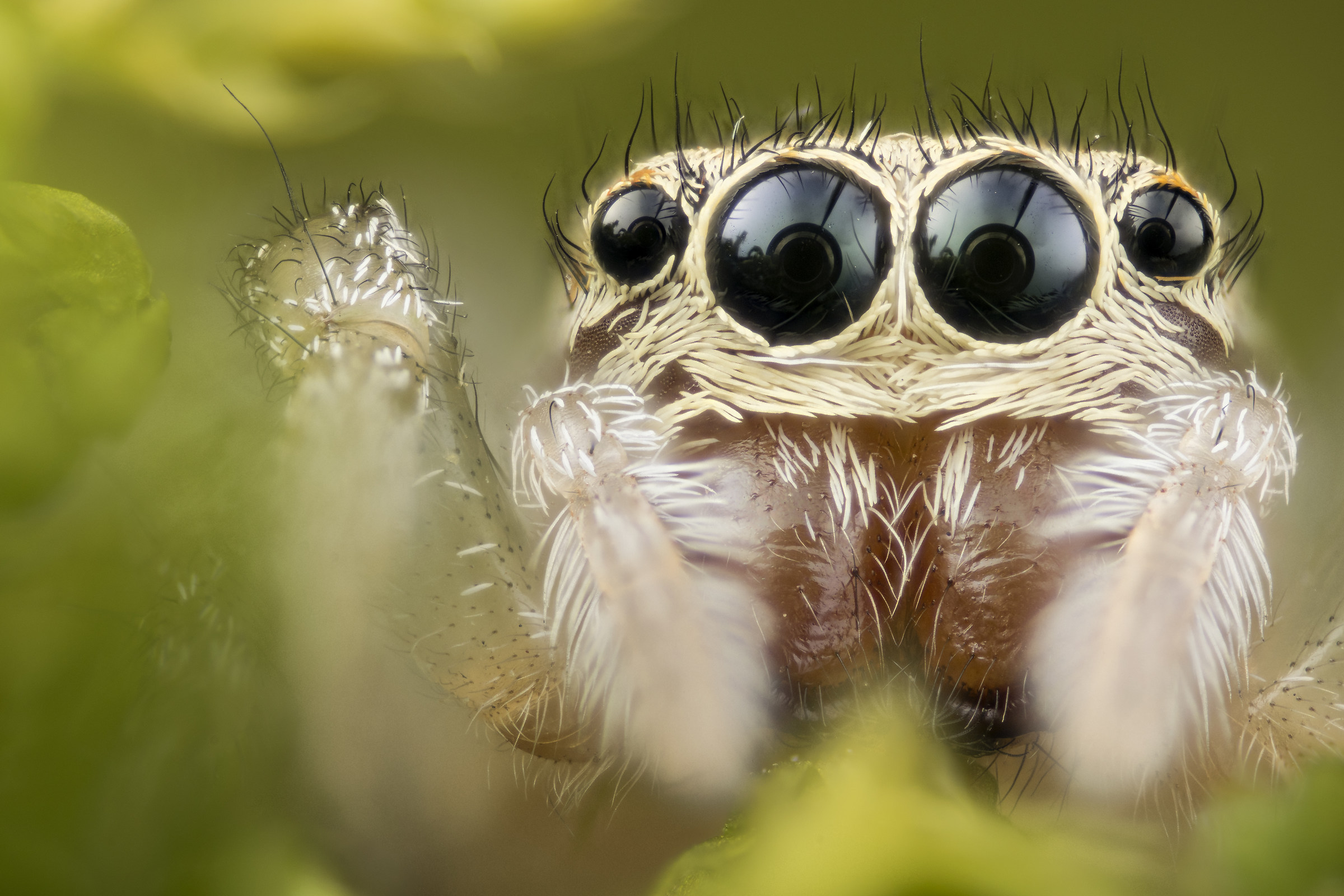 First floor of spider