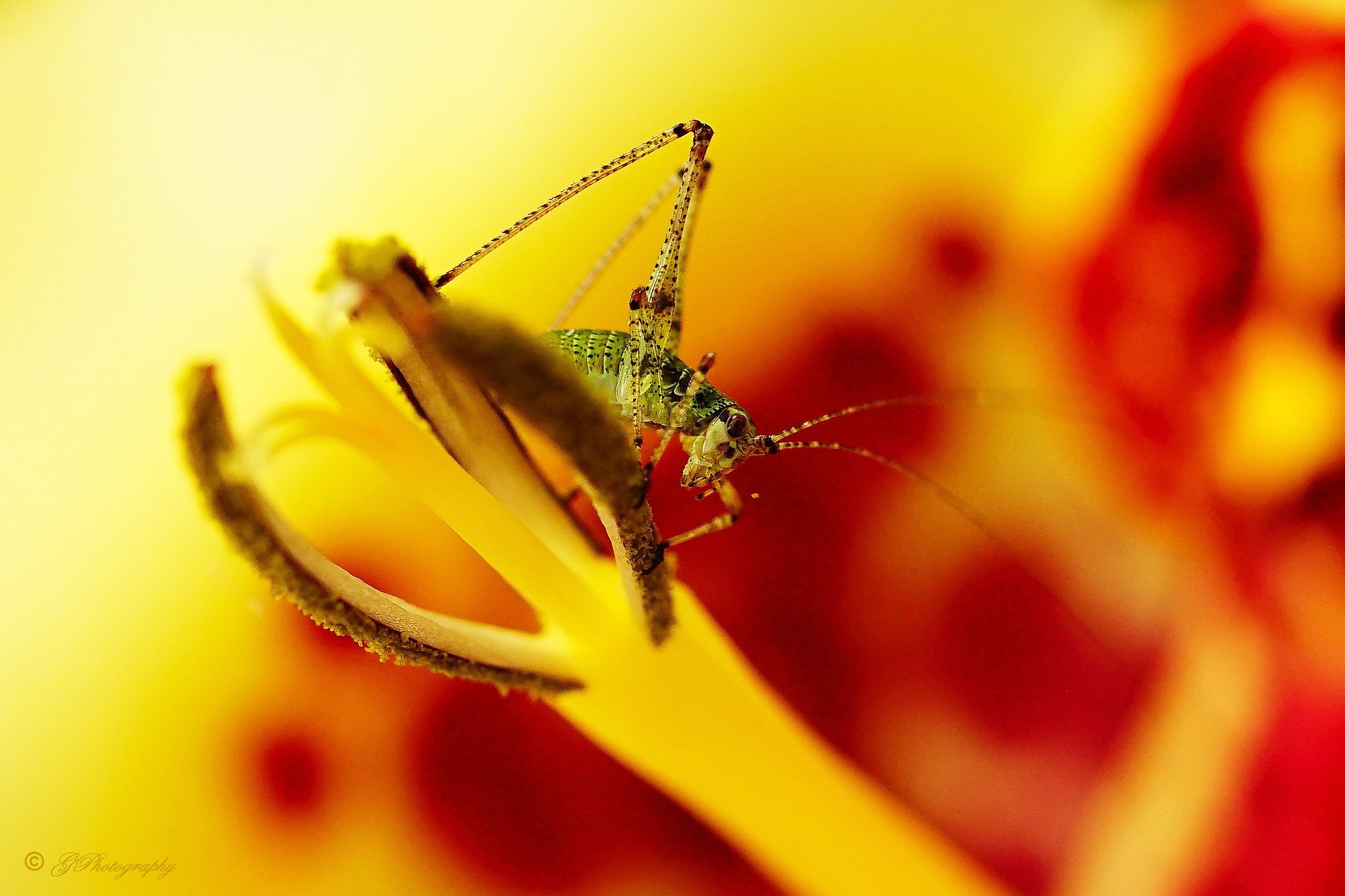 Mini-Ospite della Tigridia