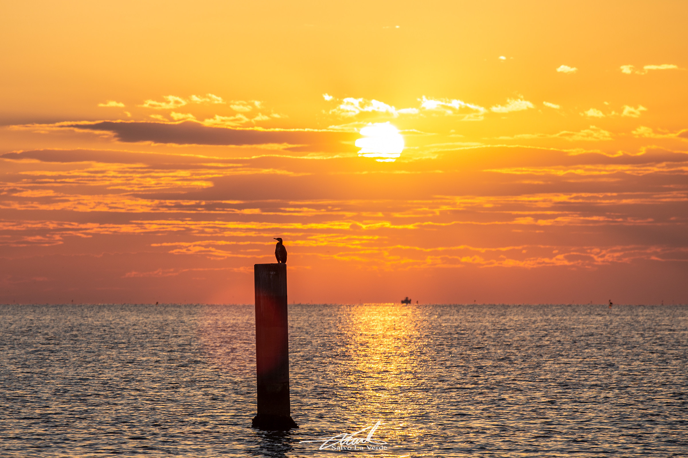Sunrise with the Cormorant