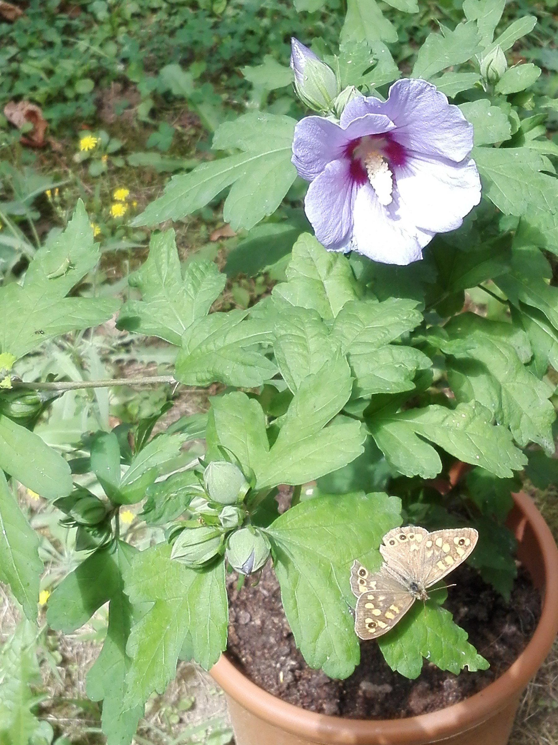 The Grasshopper, the flower and the butterfly