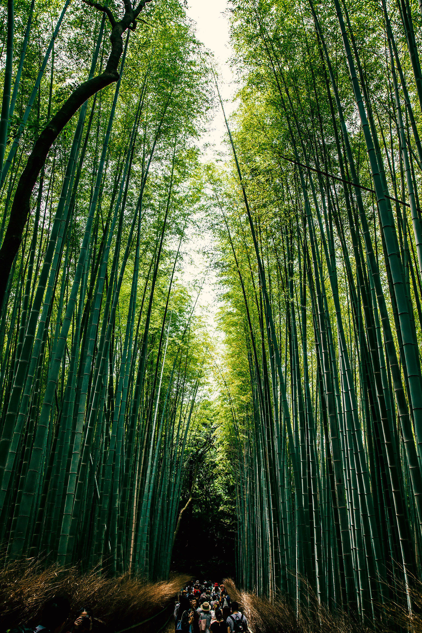 bamboo forest