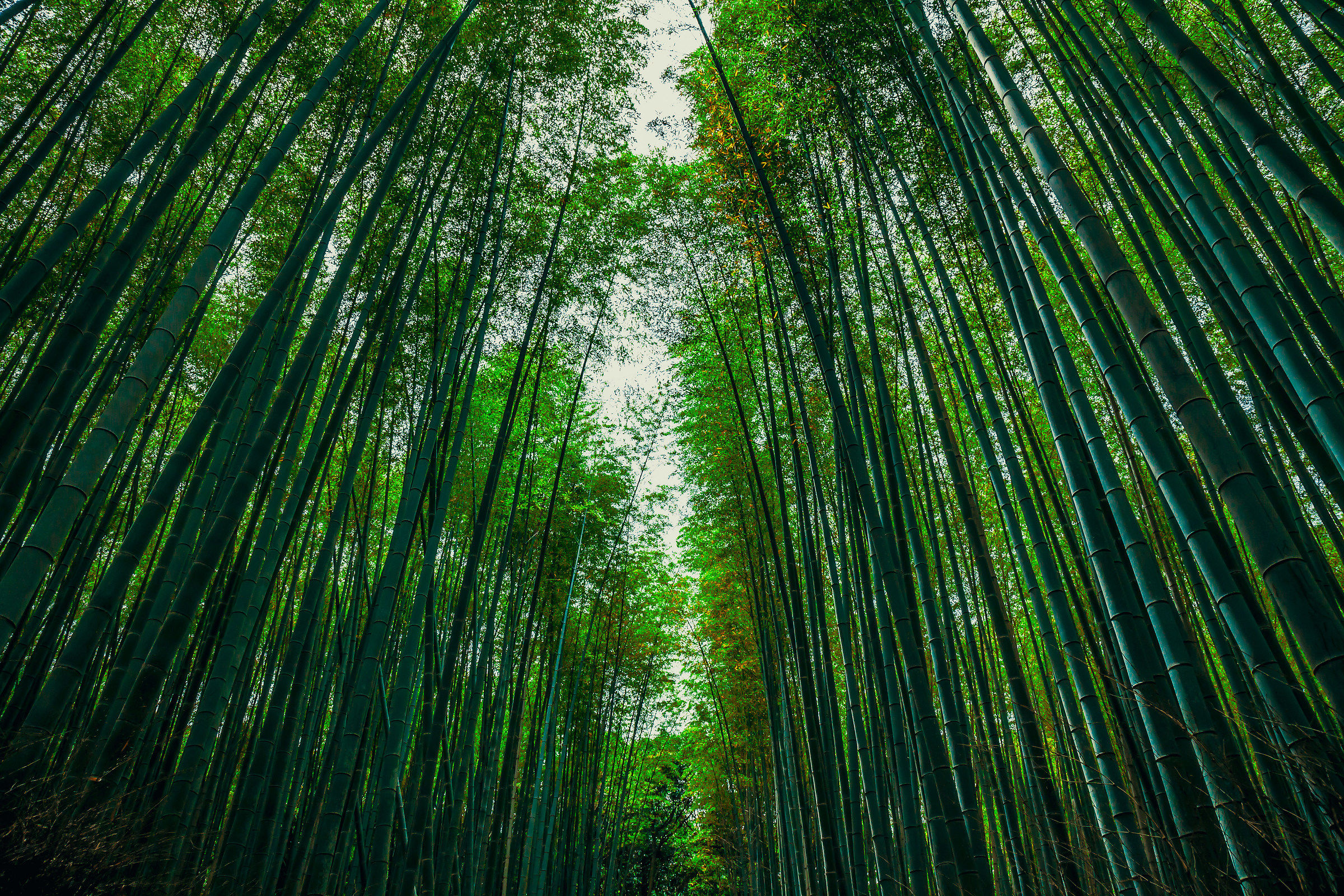 Bamboo Forest