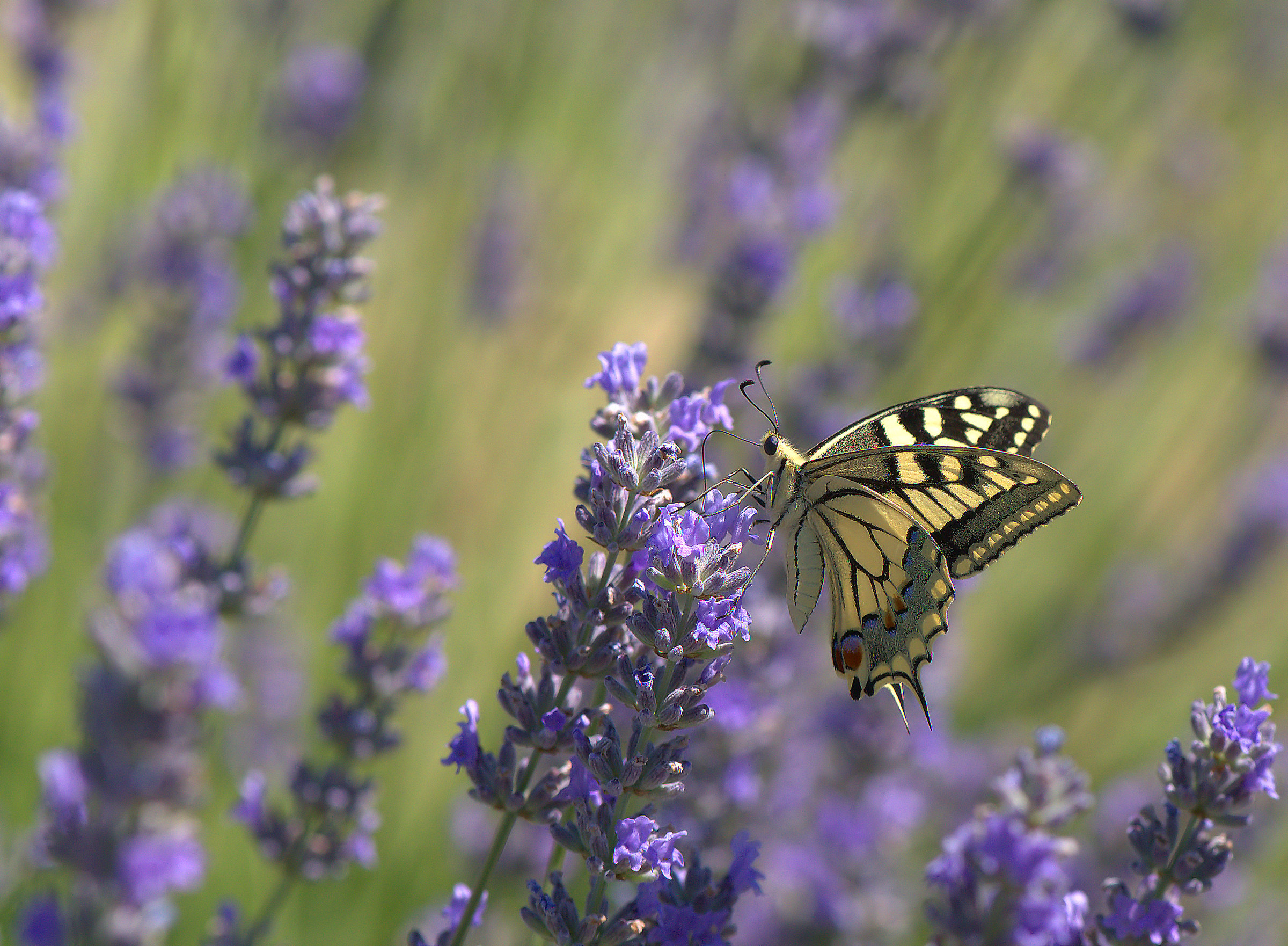 Papilio Machaon