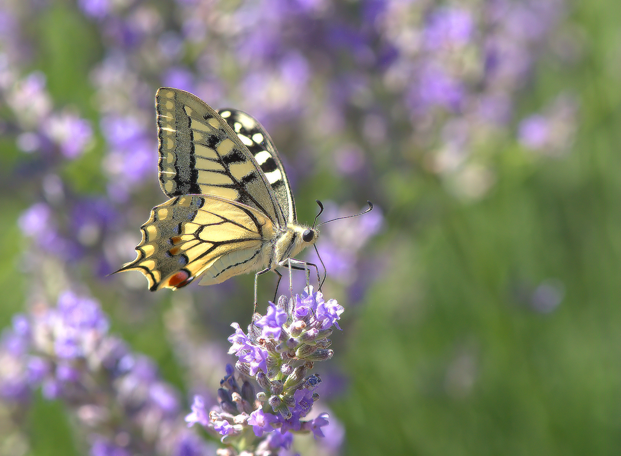 Papilio Machaon