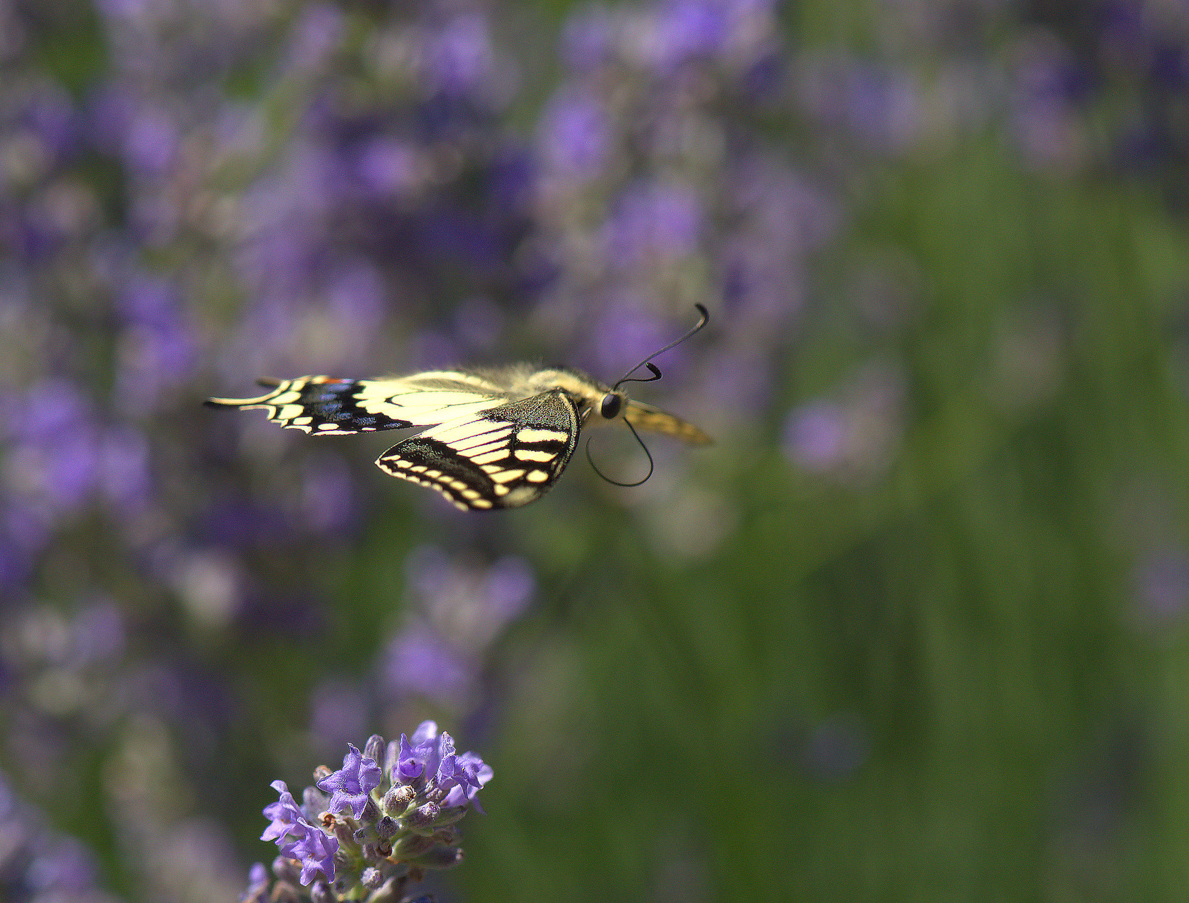 Papilio Machaon