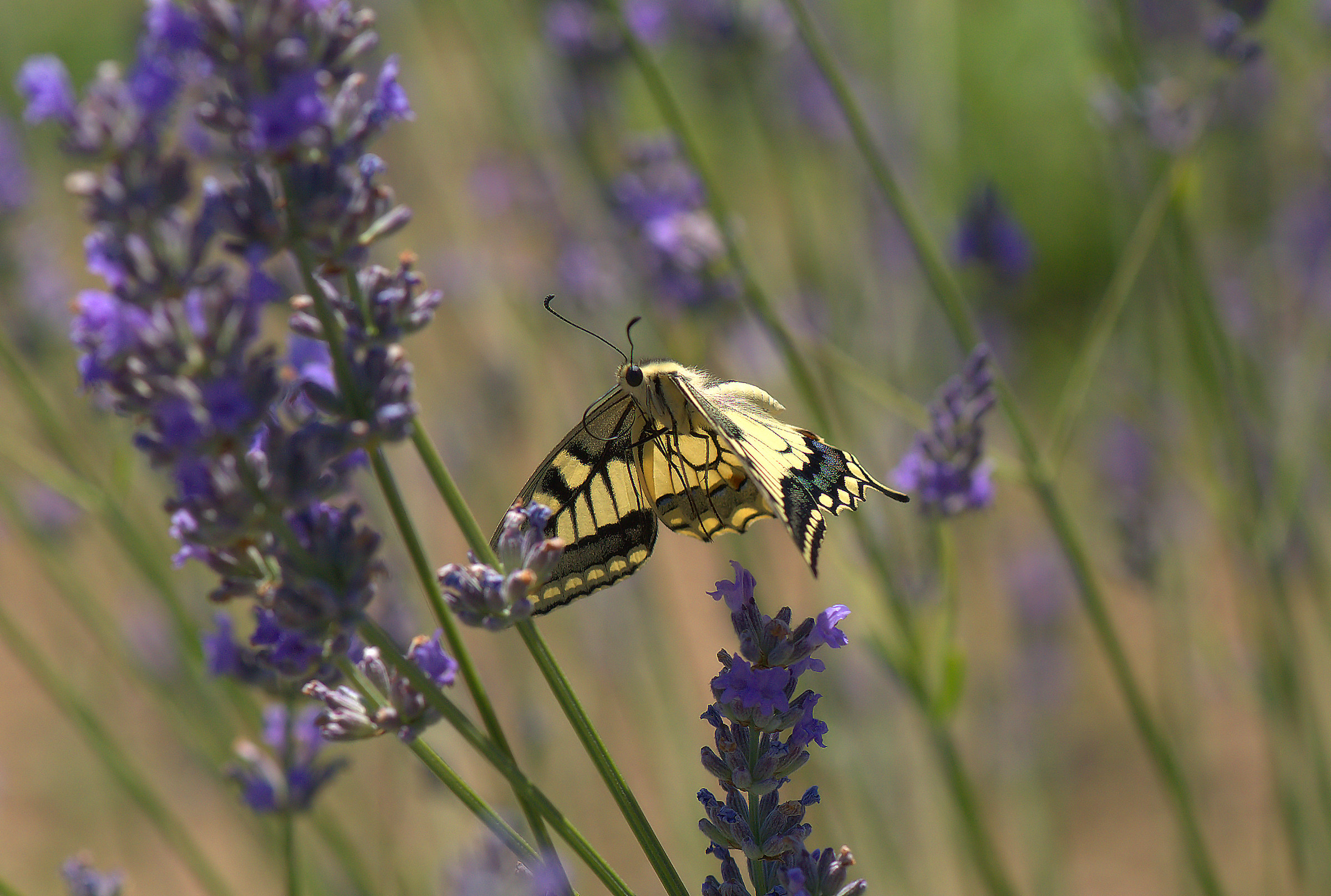 Papilio Machaon