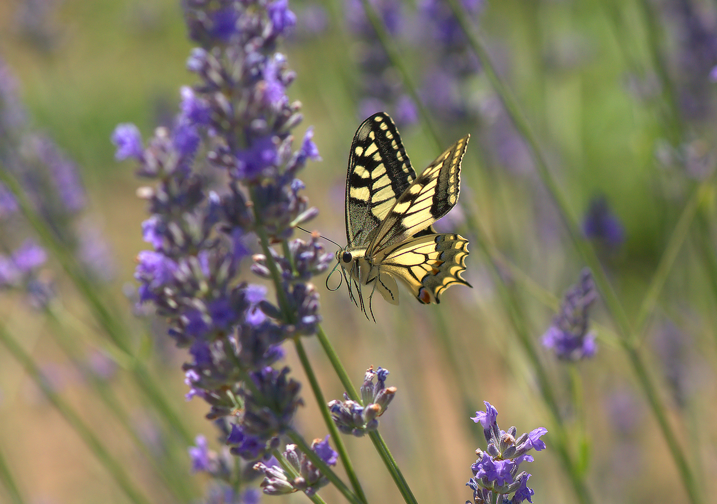 Papilio Machaon
