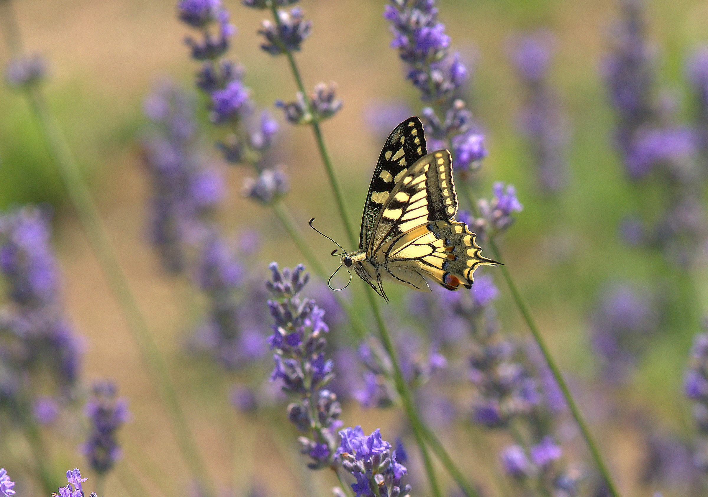 Papilio Machaon