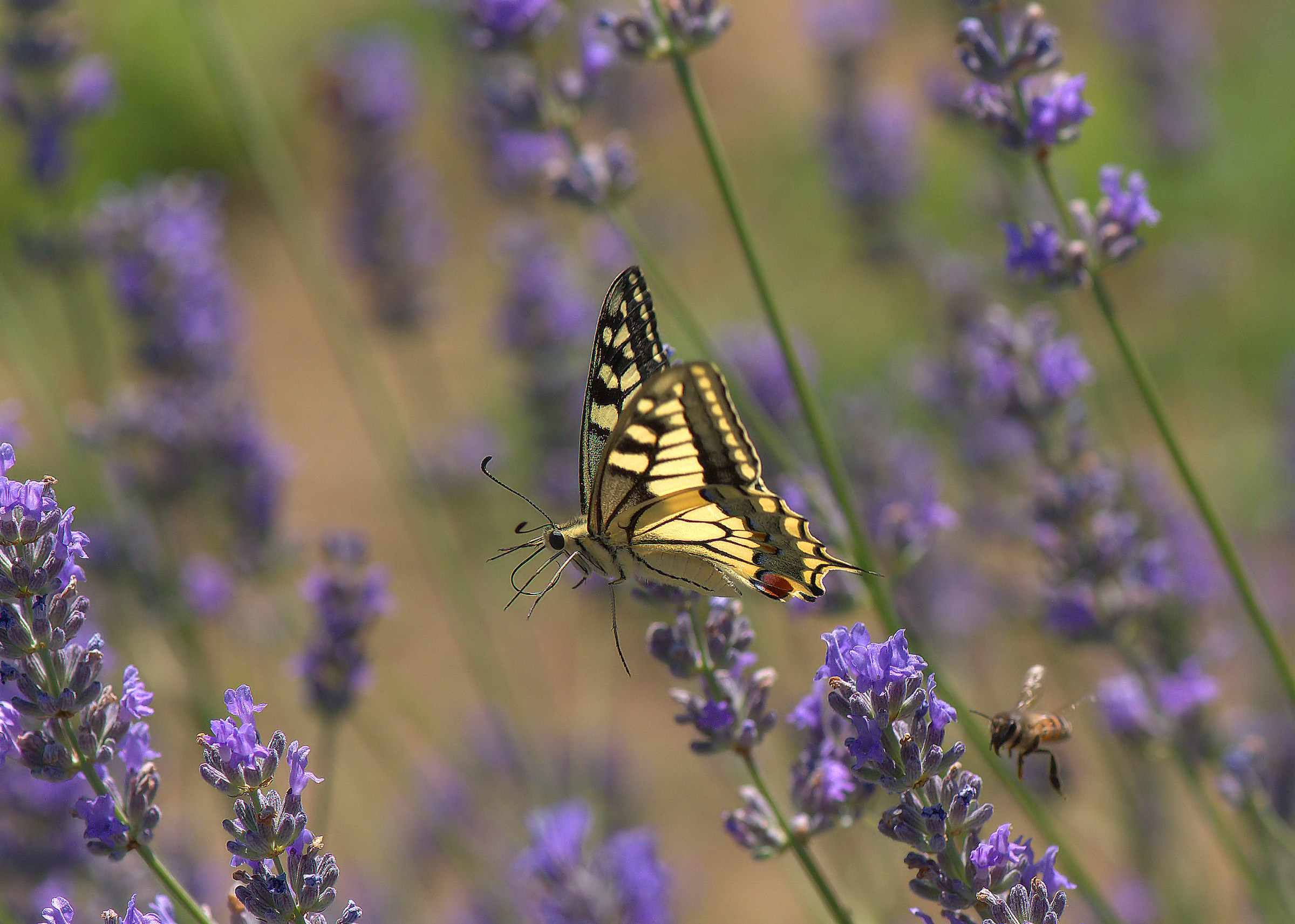Papilio Machaon