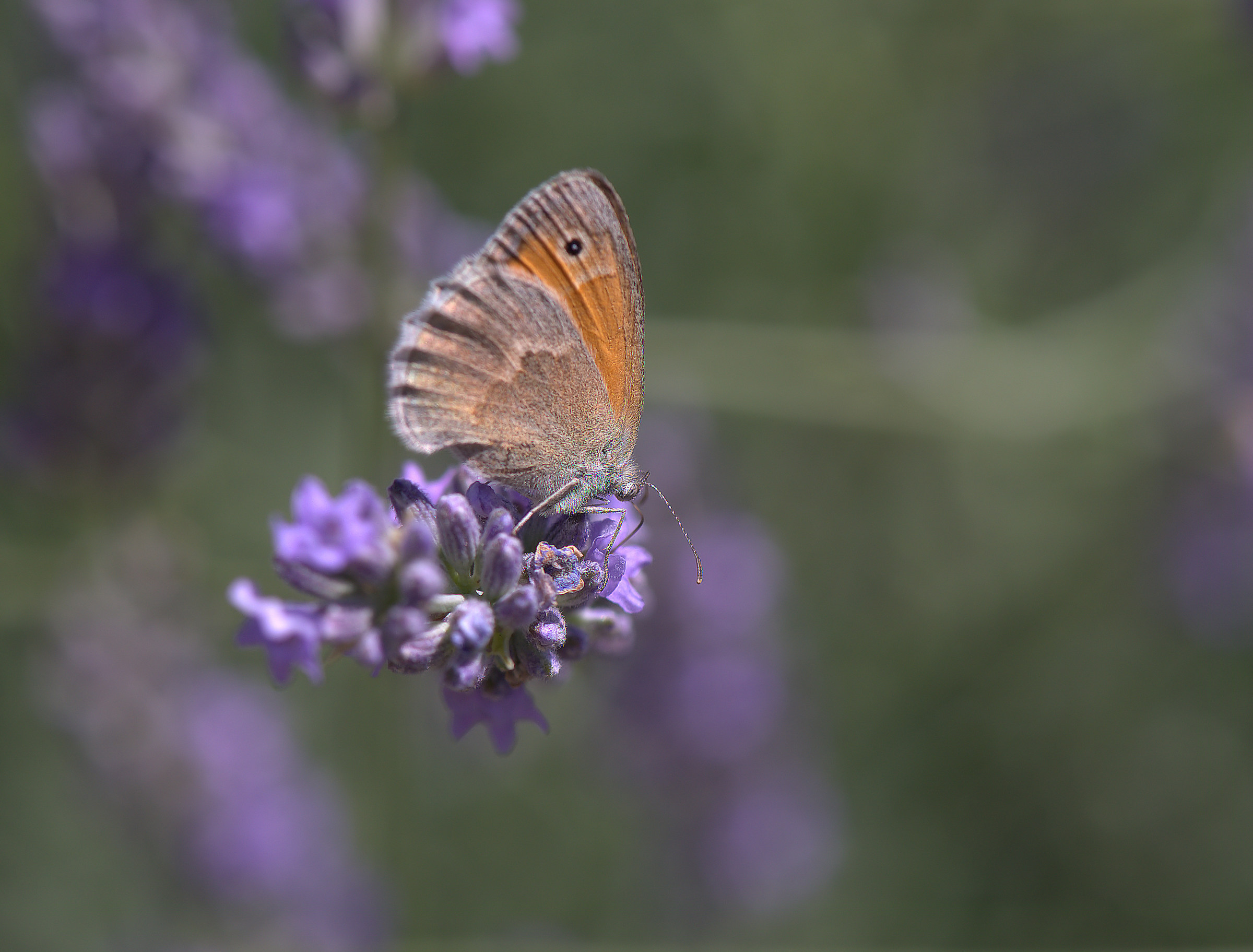 Coenonympha pamphilus