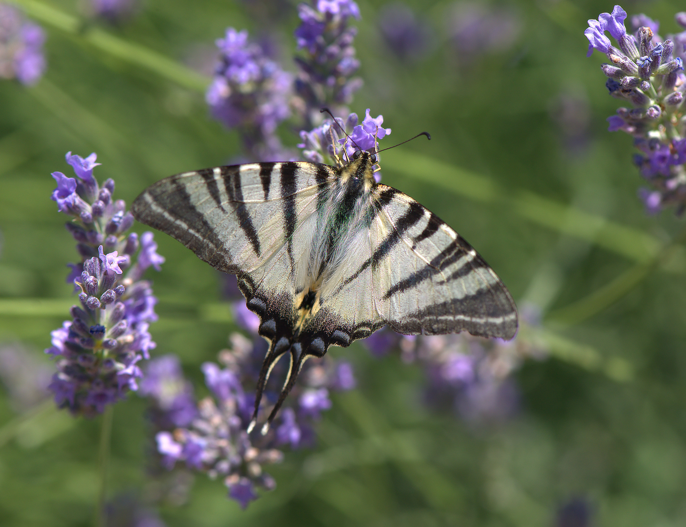 Swallowtail