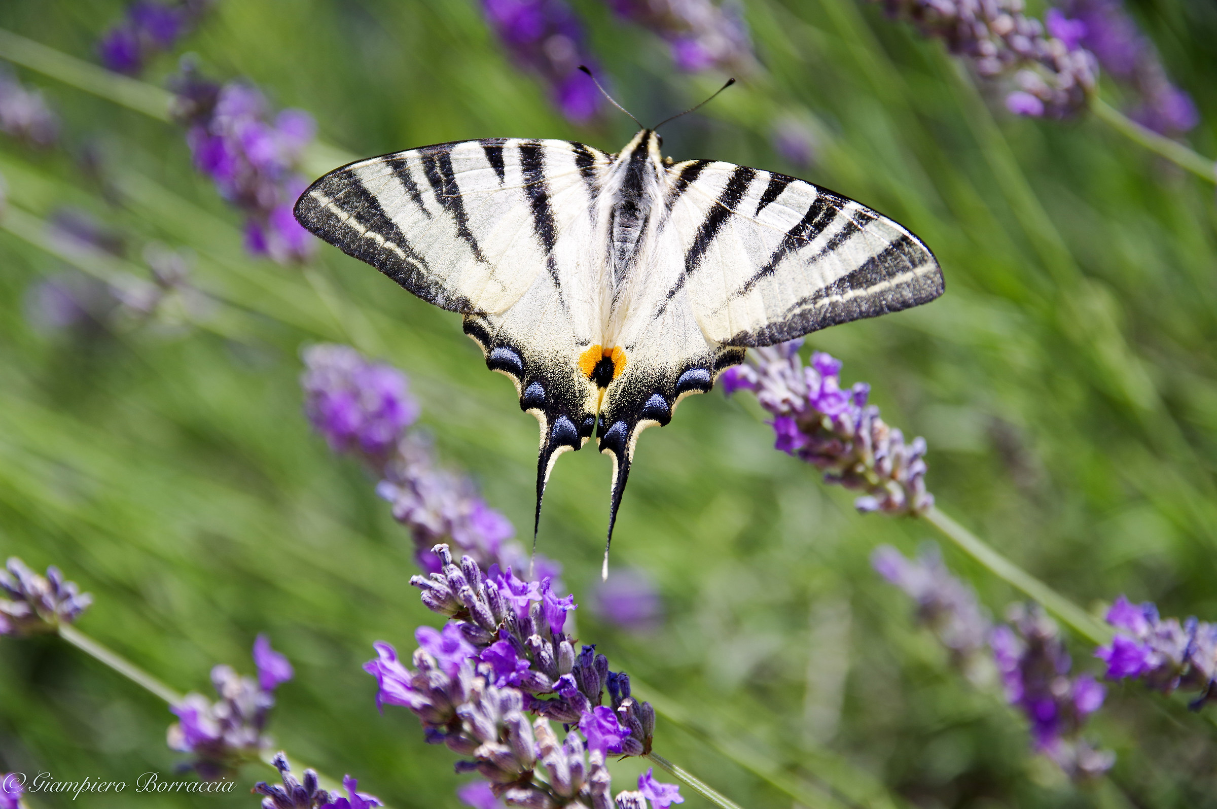 Di fiore in fiore... di lavanda