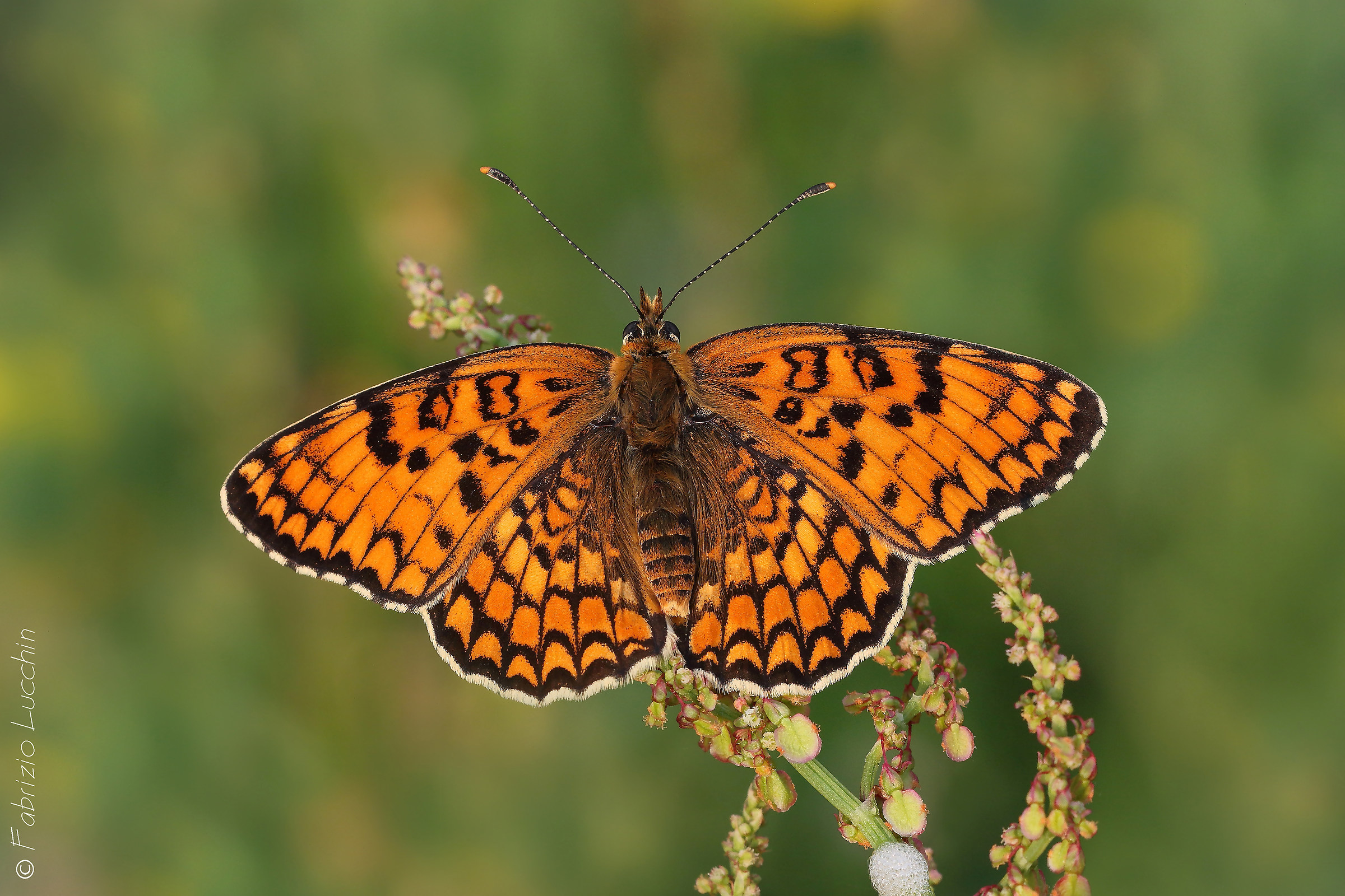 Melitaea phoebe (esemplare maschio)