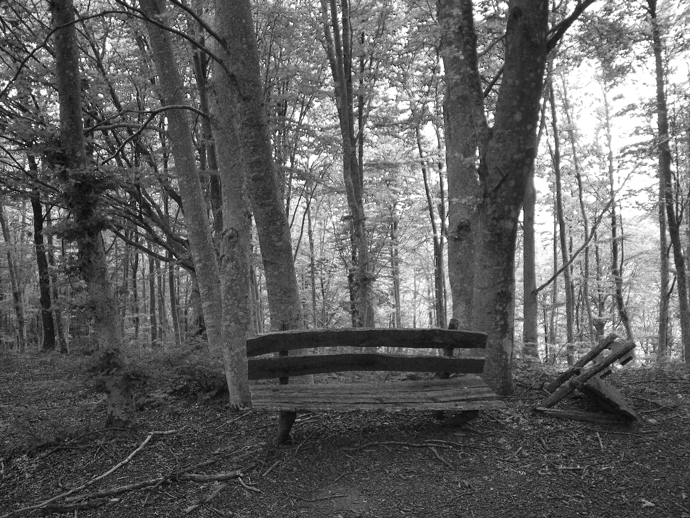 Solitude in the Woods