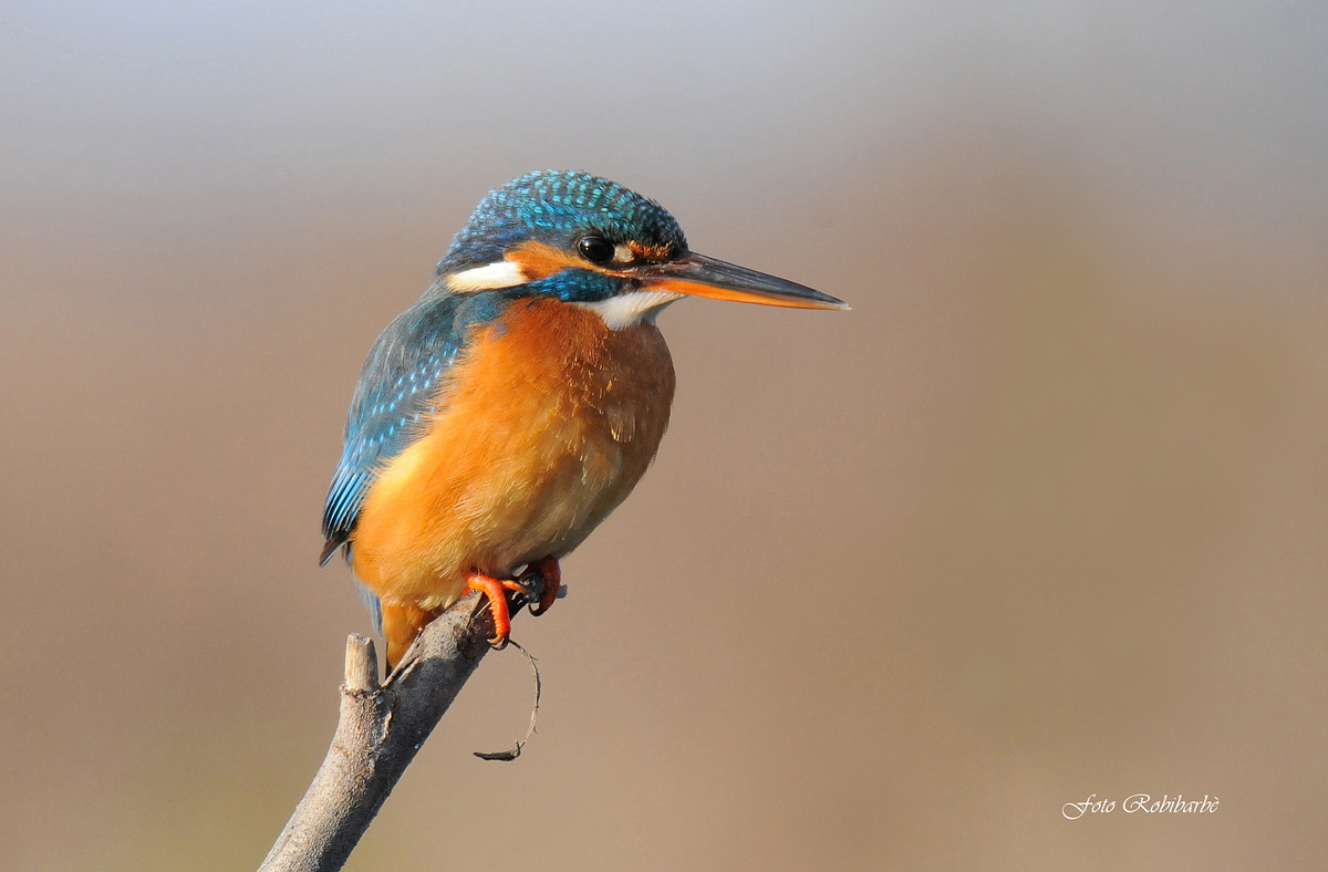 Martino at sunset...