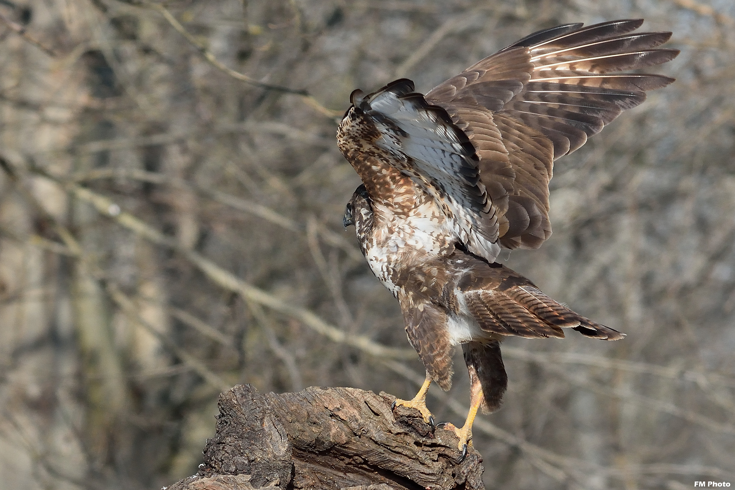 L'arrivo ad ali spiegate