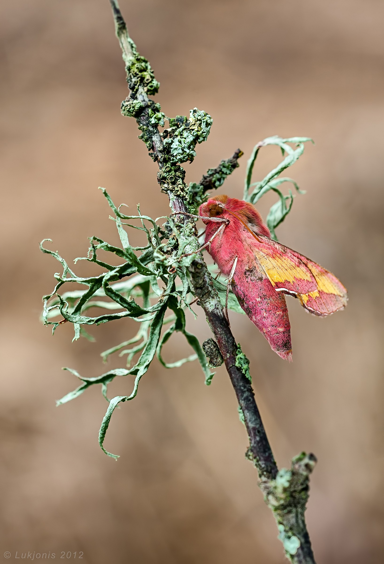 Small Elephant Hawk-moth -  Deilephila porcellus