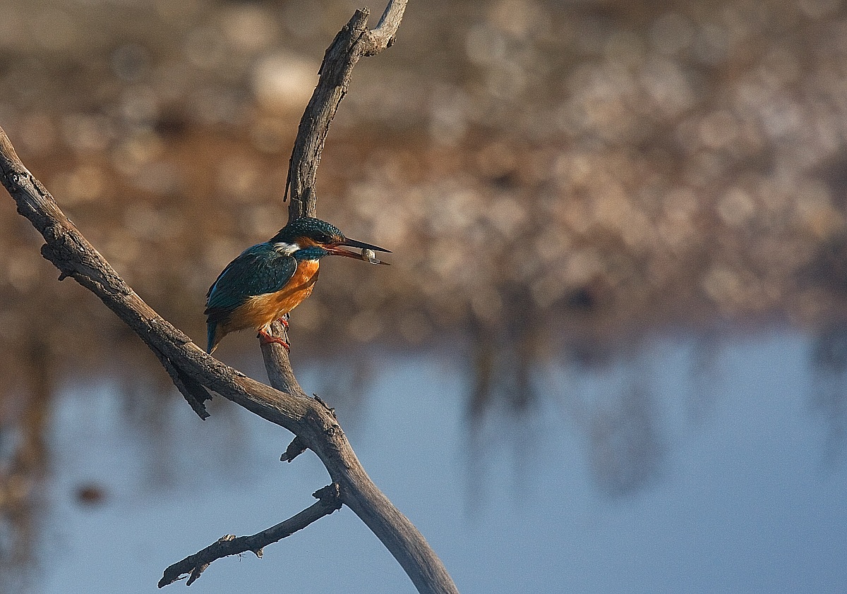 the first of the season