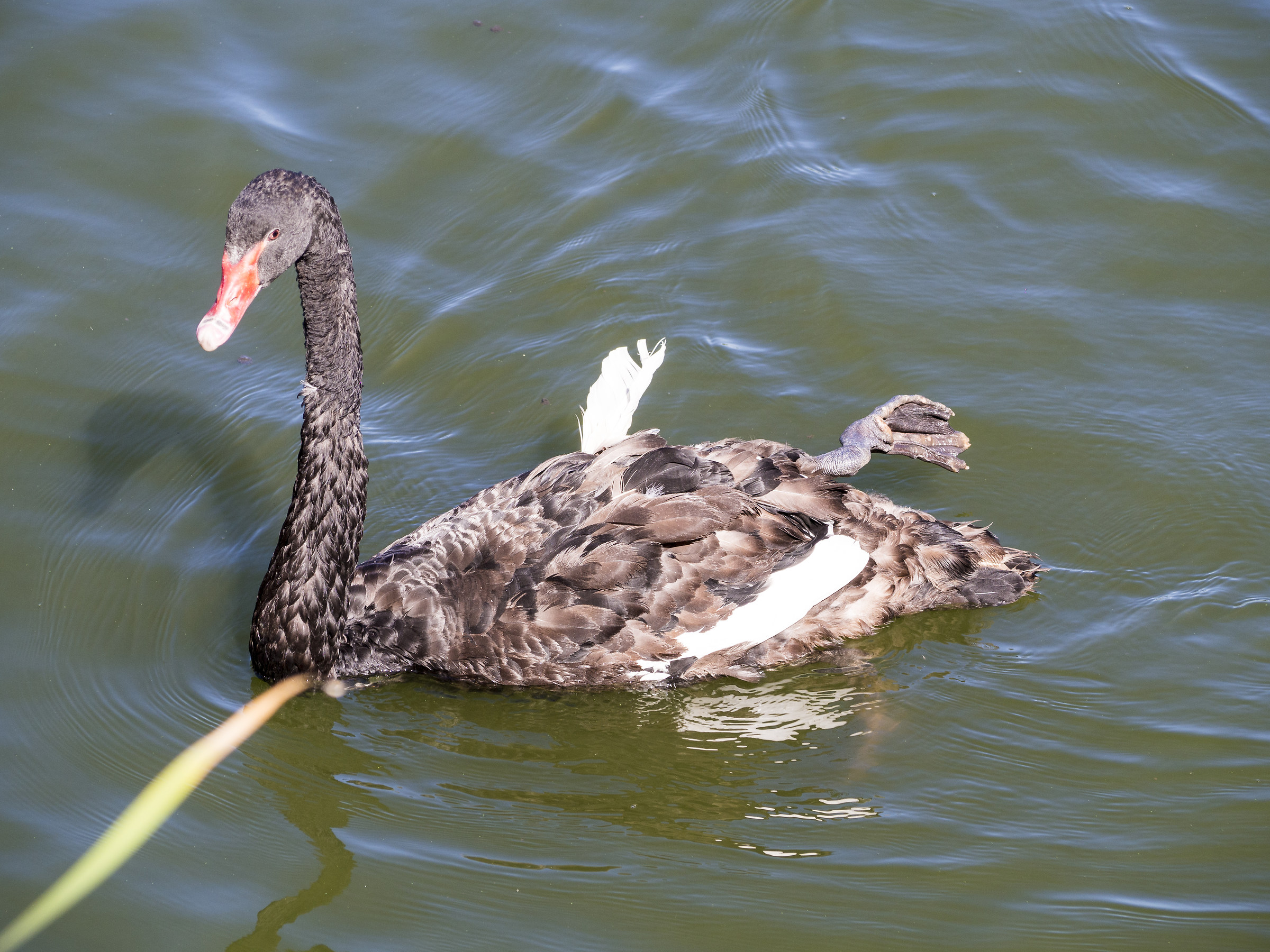 La grazie e l'eleganza