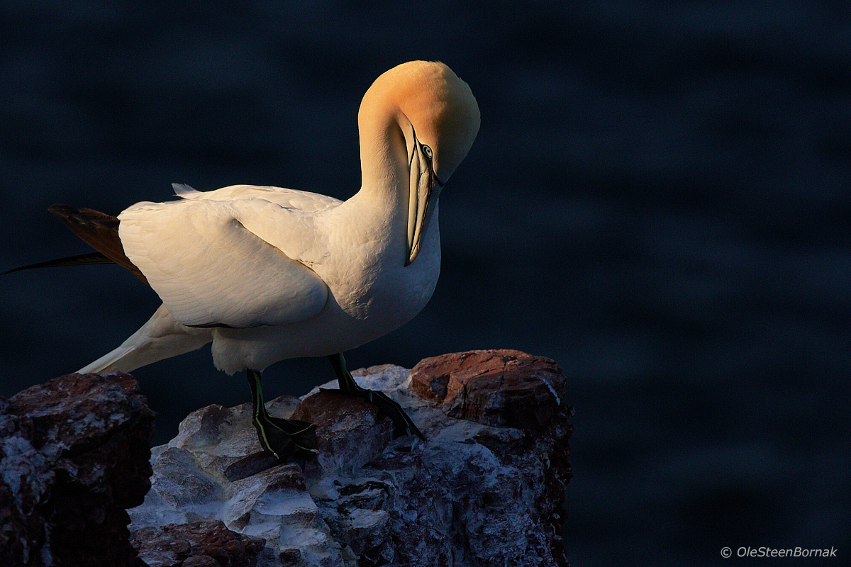 Gannet nell'alba (1)