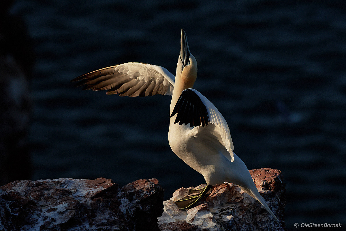 Gannet nell'alba (2)