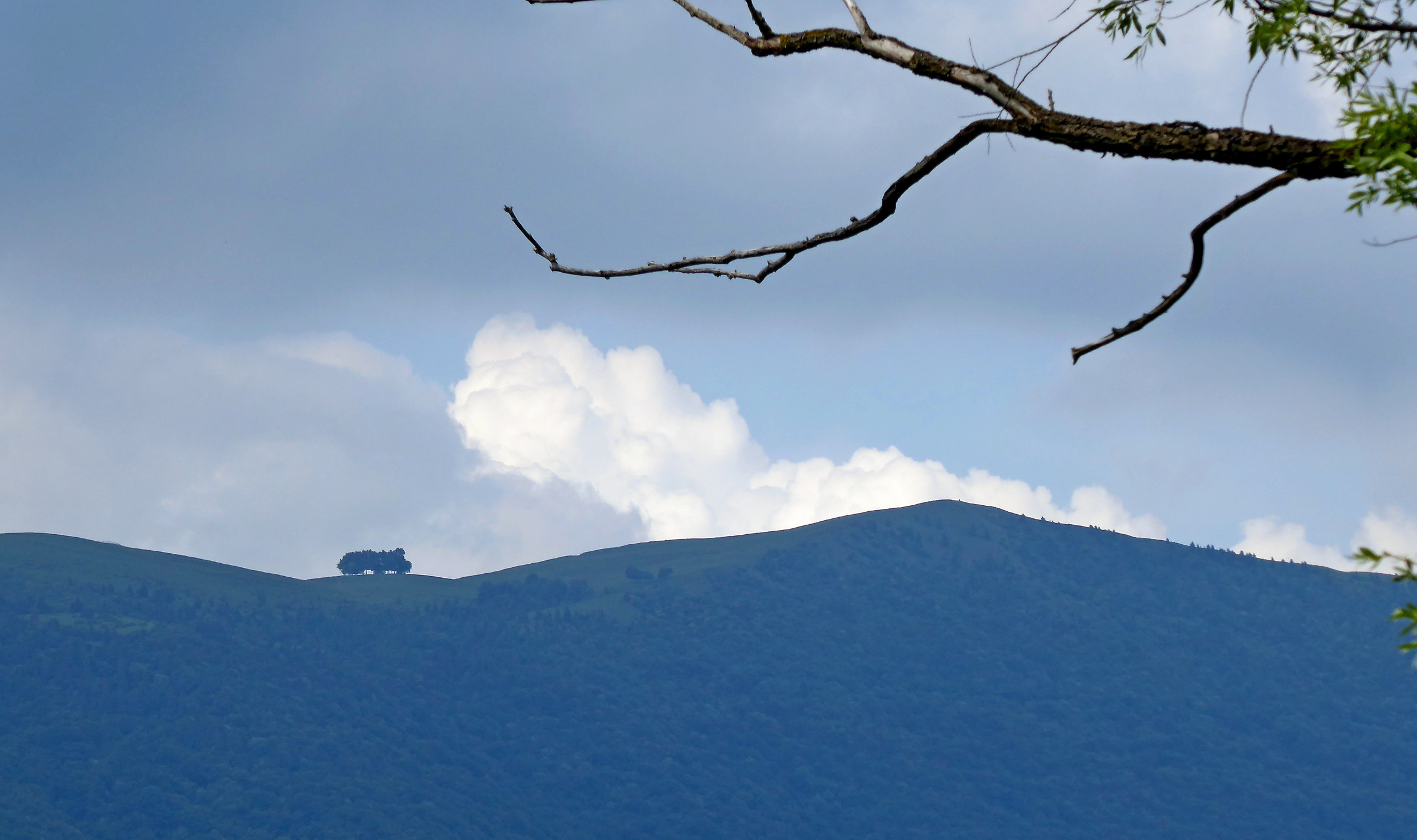 boschetto sul crinale o ippopotamo in montagna