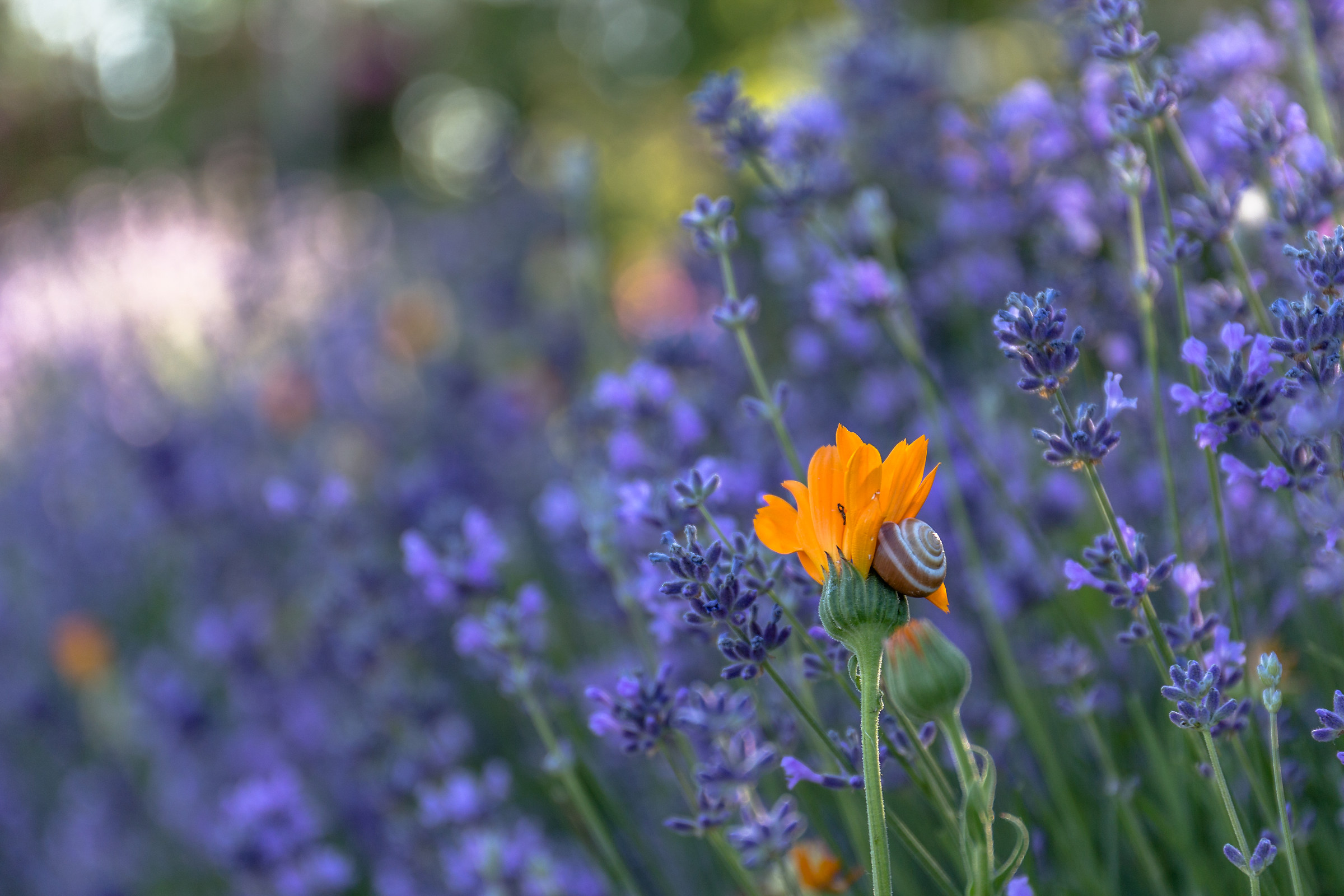Una casa alternativa