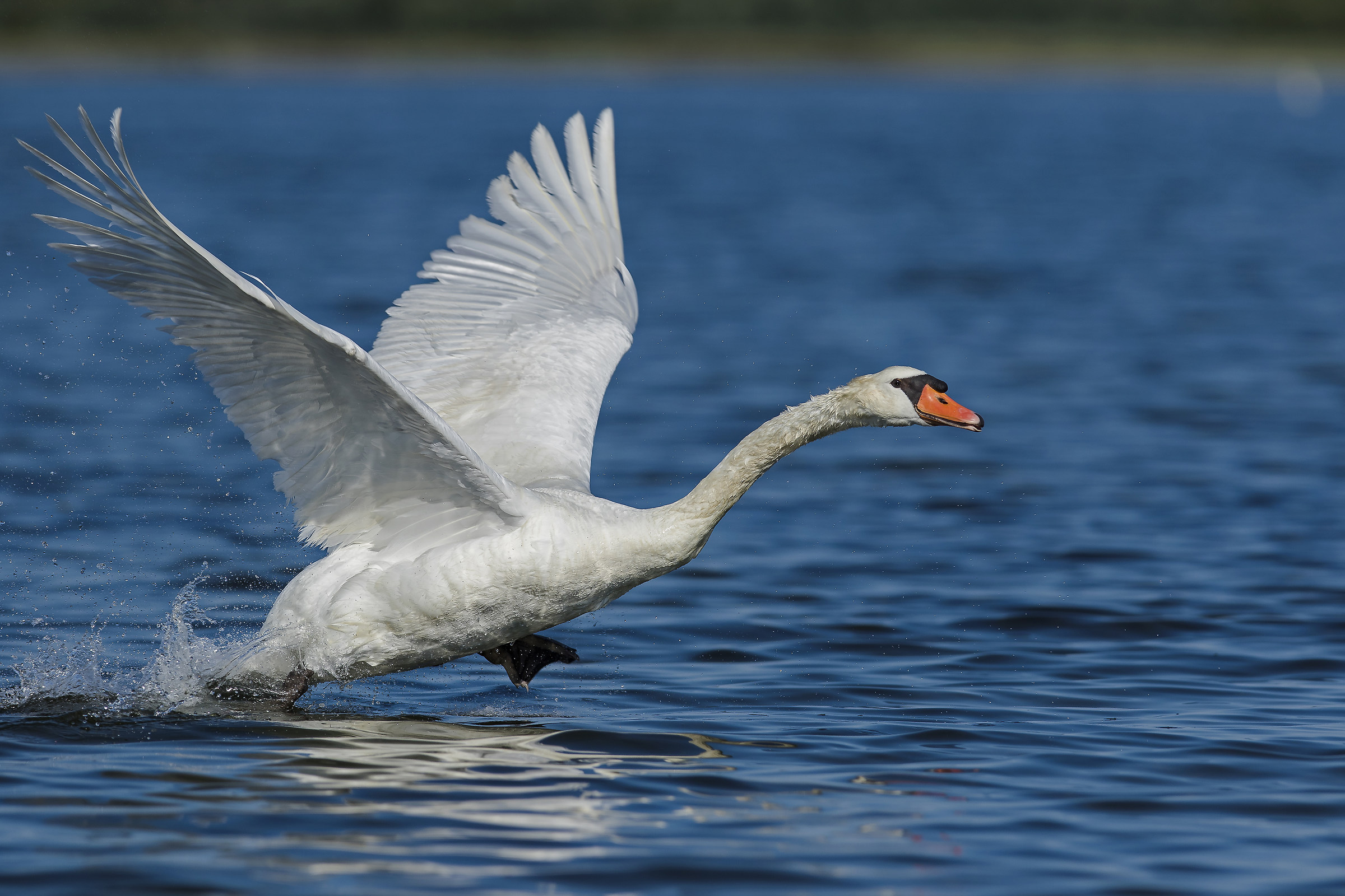 Wild Swan taking off