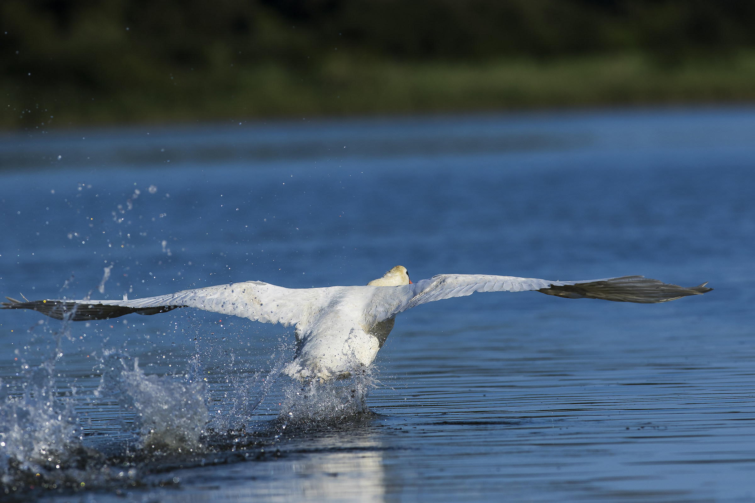 Wild Swan taking off