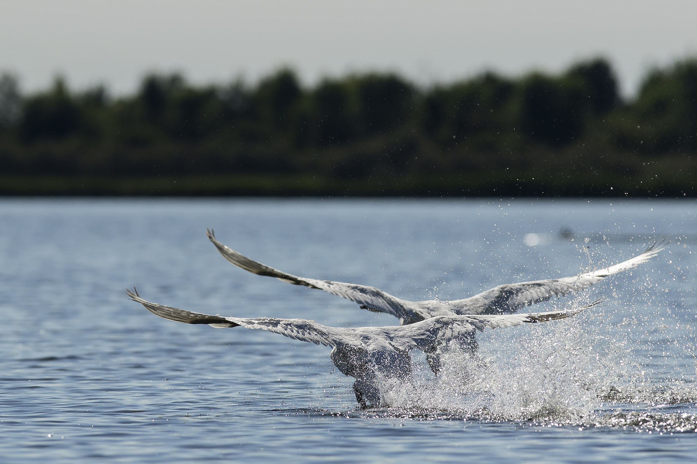 Take-off in training