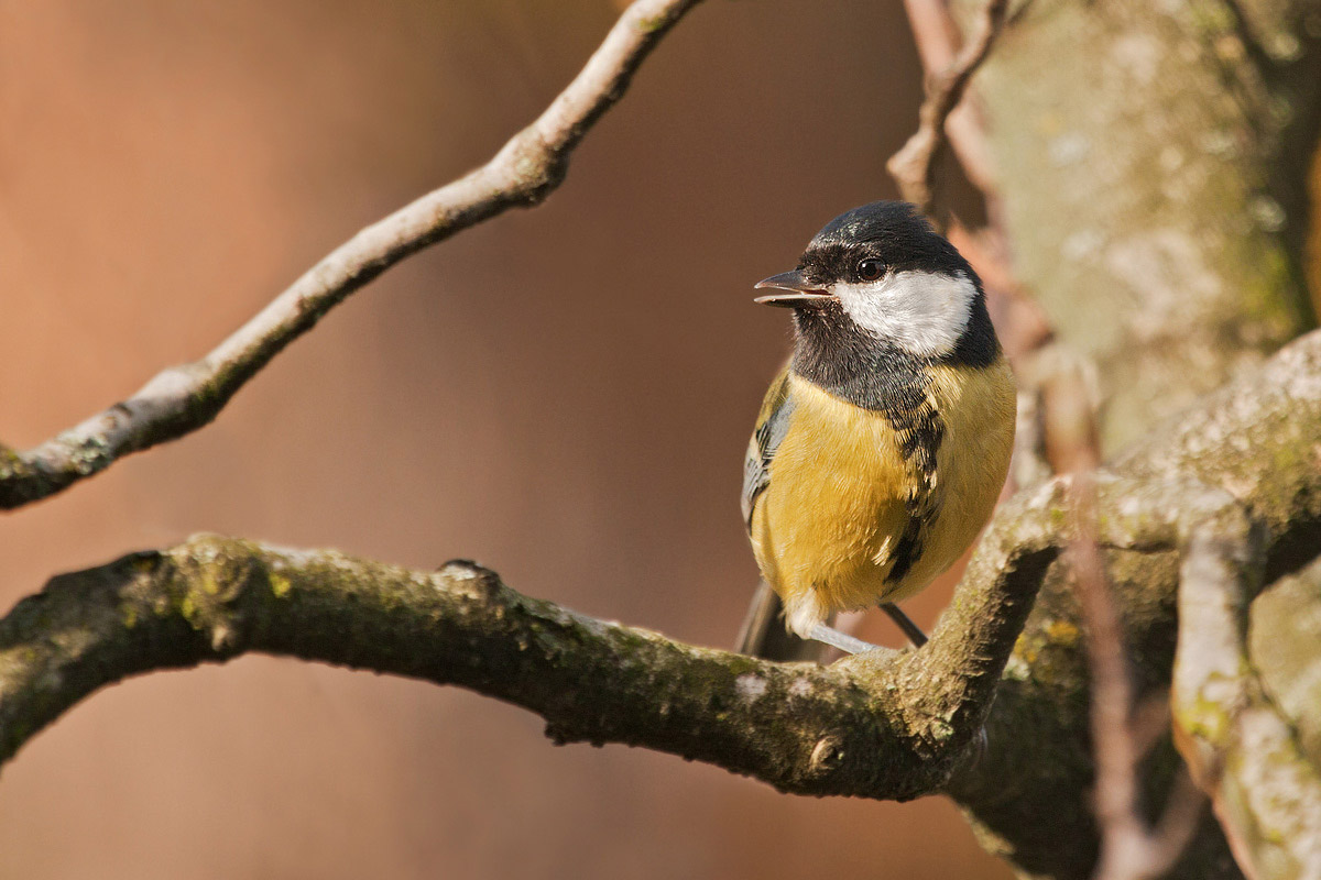 Great Tit