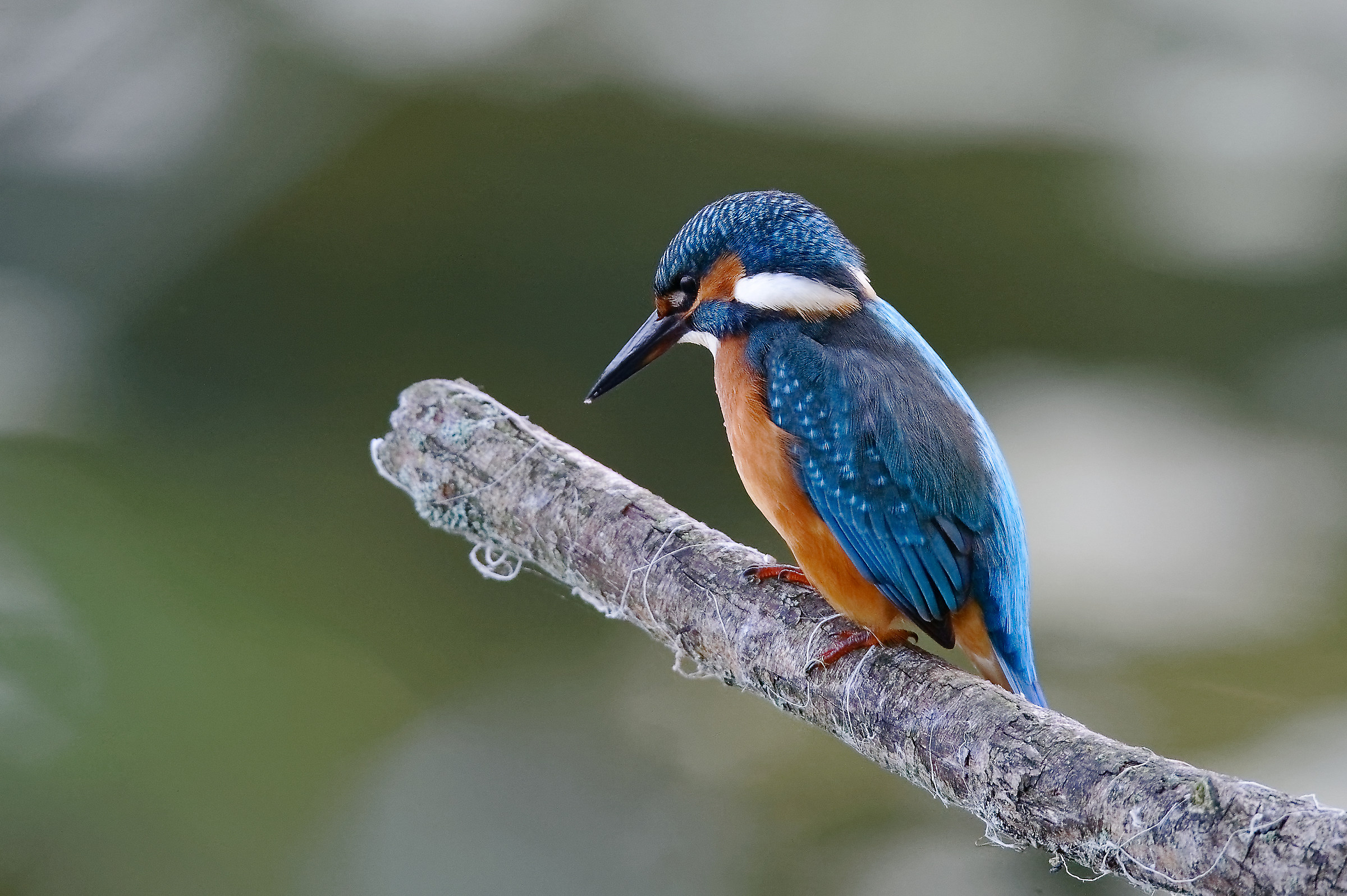 Kingfisher arroccato