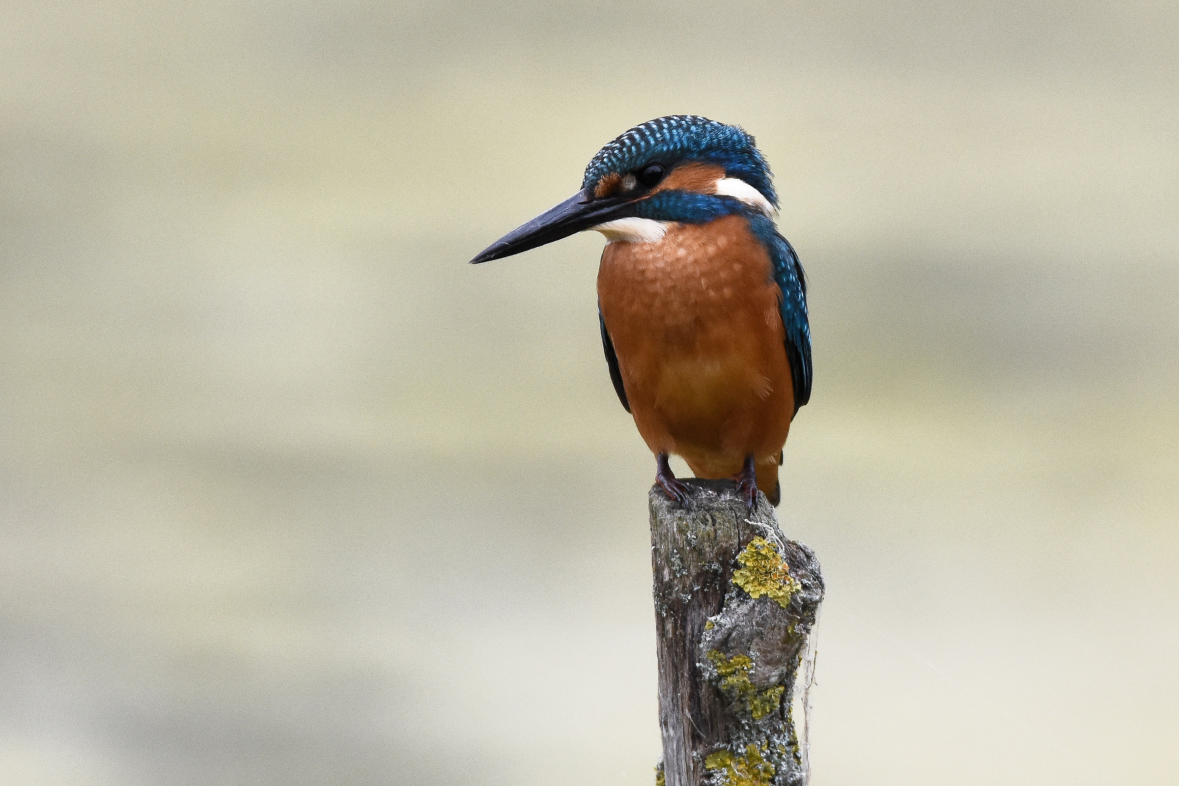 Kingfisher arroccato