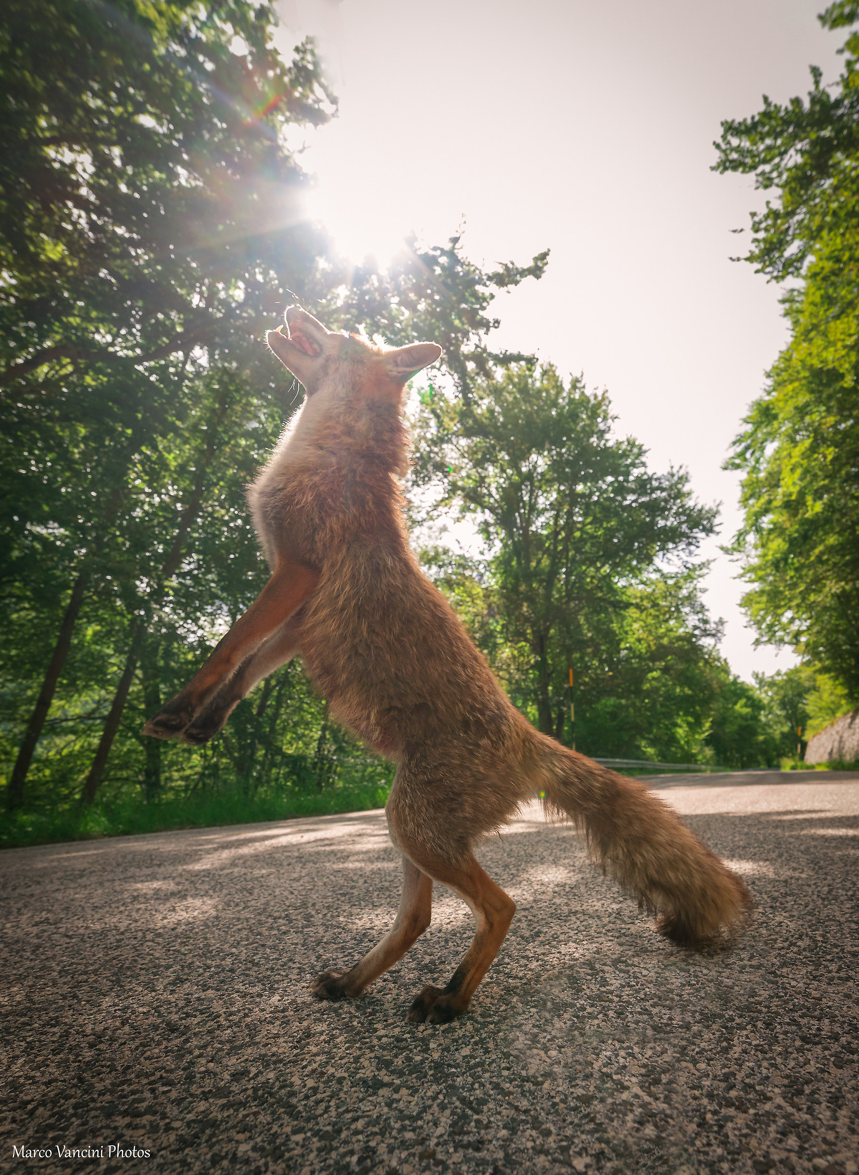 A fox that is believed to be the prancing horse of Maranel