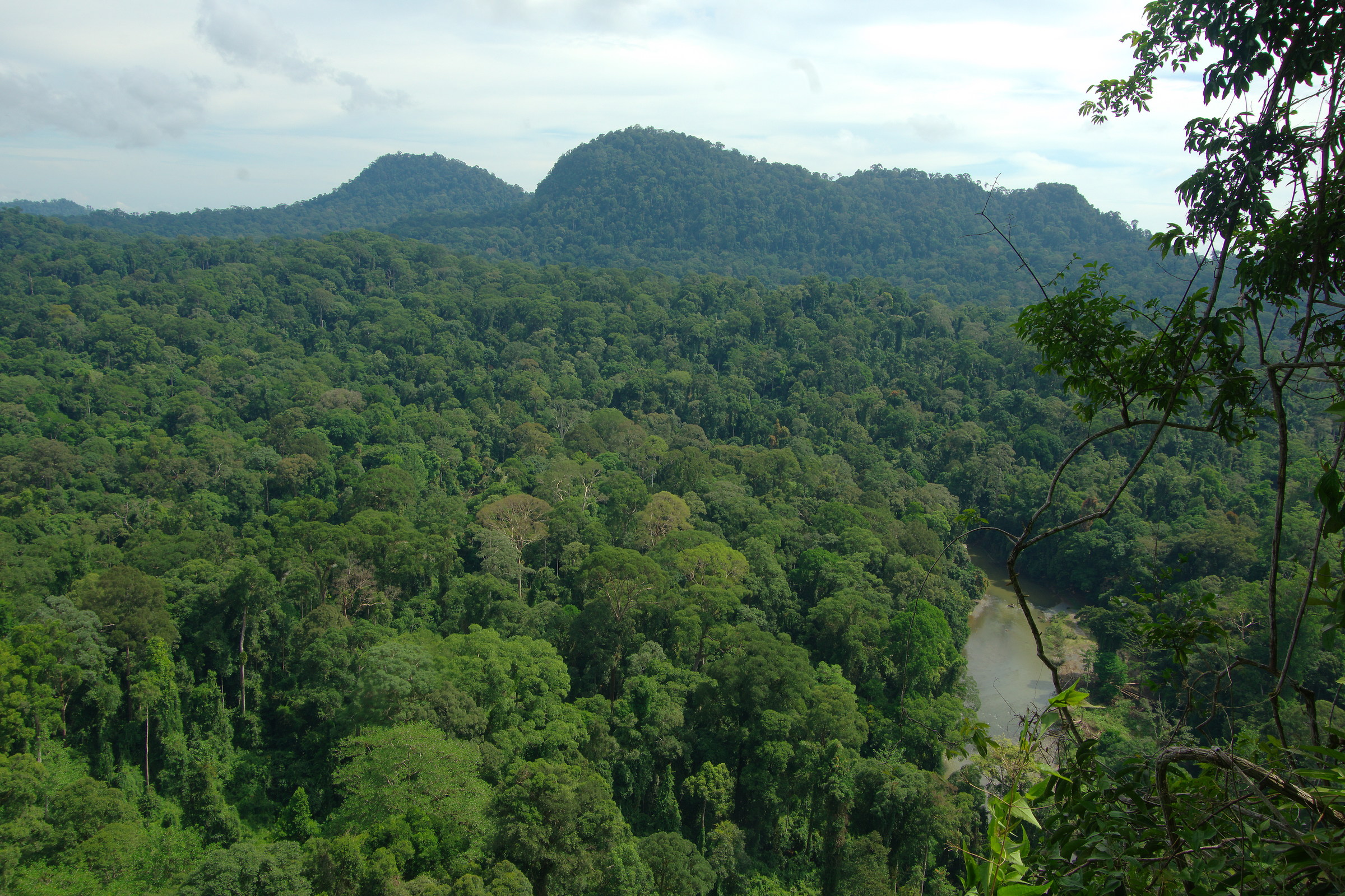 Scorcio della Danum Valley
