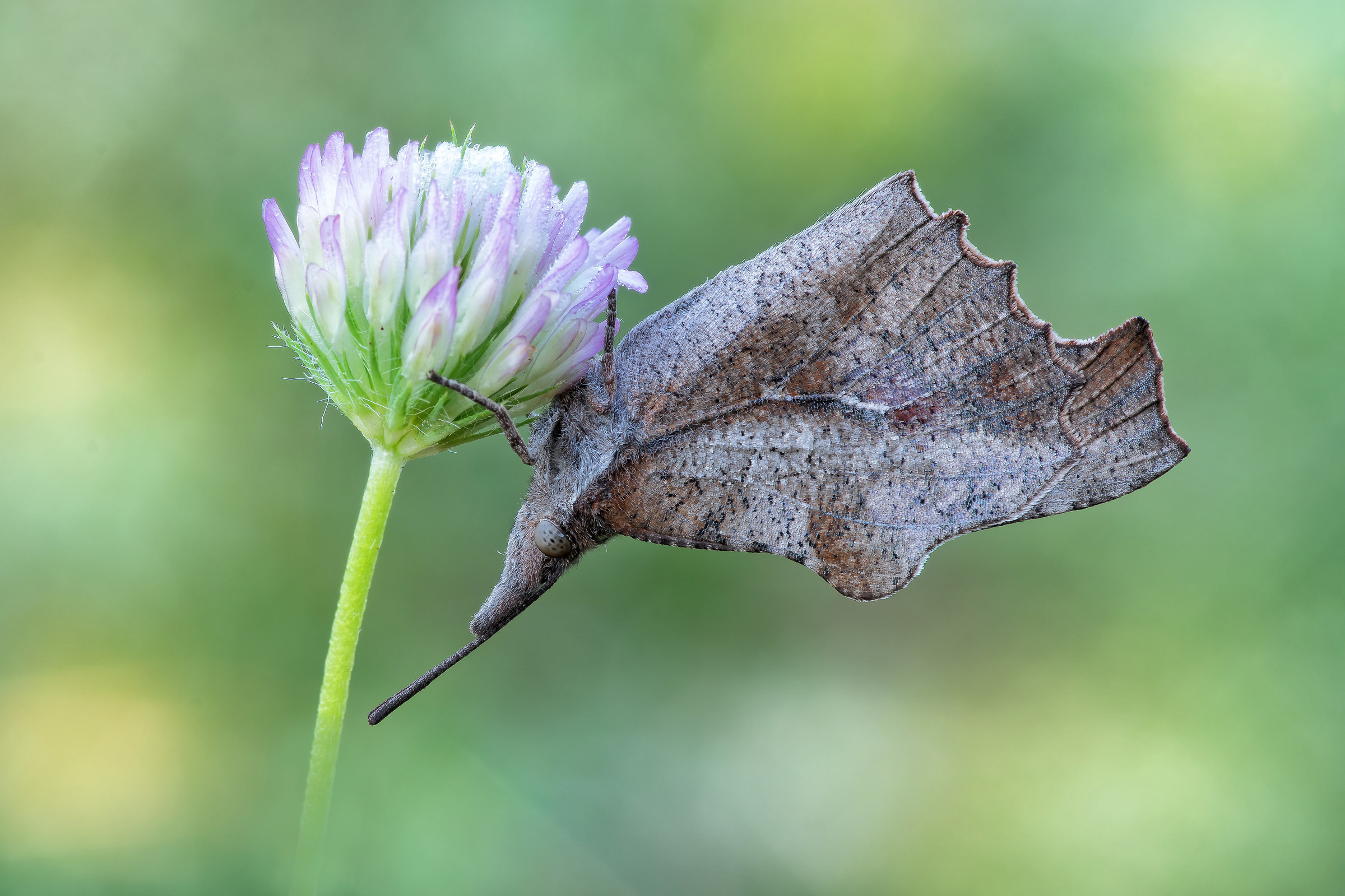Libythea Celtis (Laicharting, 1782)