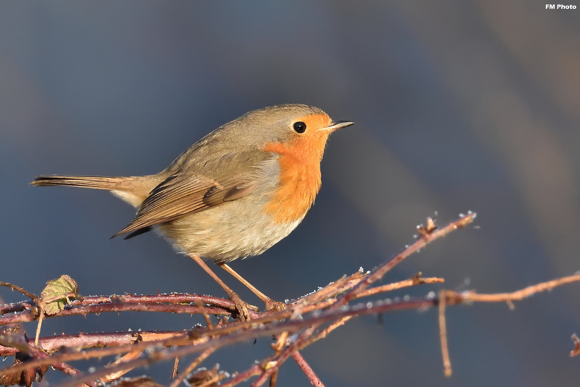 Ricordi dell'inverno passato ...