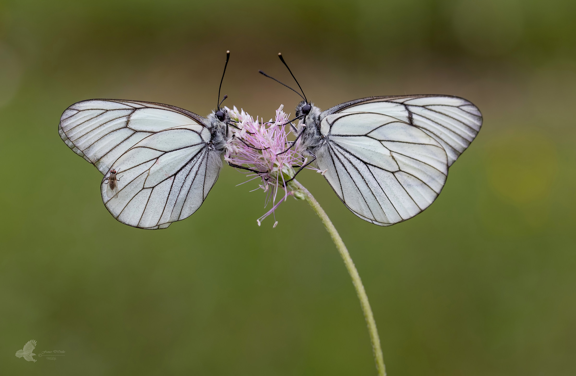 Aporia crataegi - Pieride del biancospino.