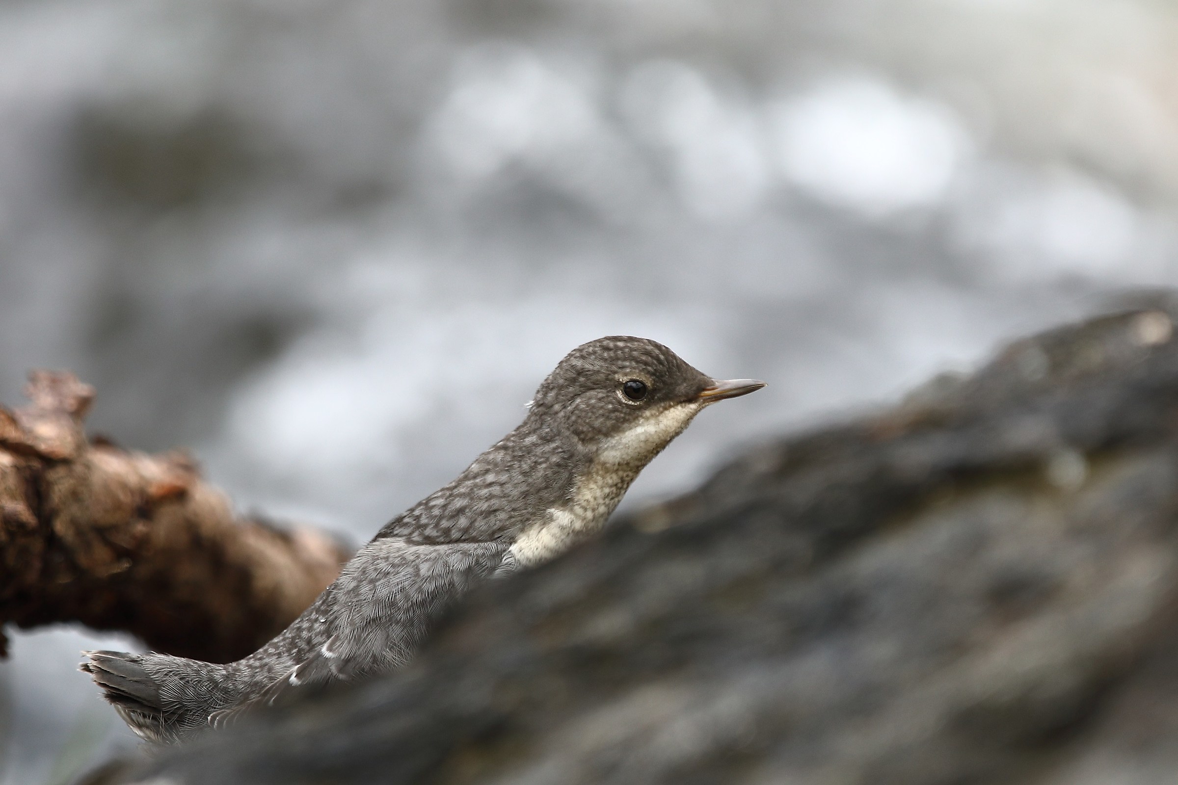 Young Blackbird Dipper